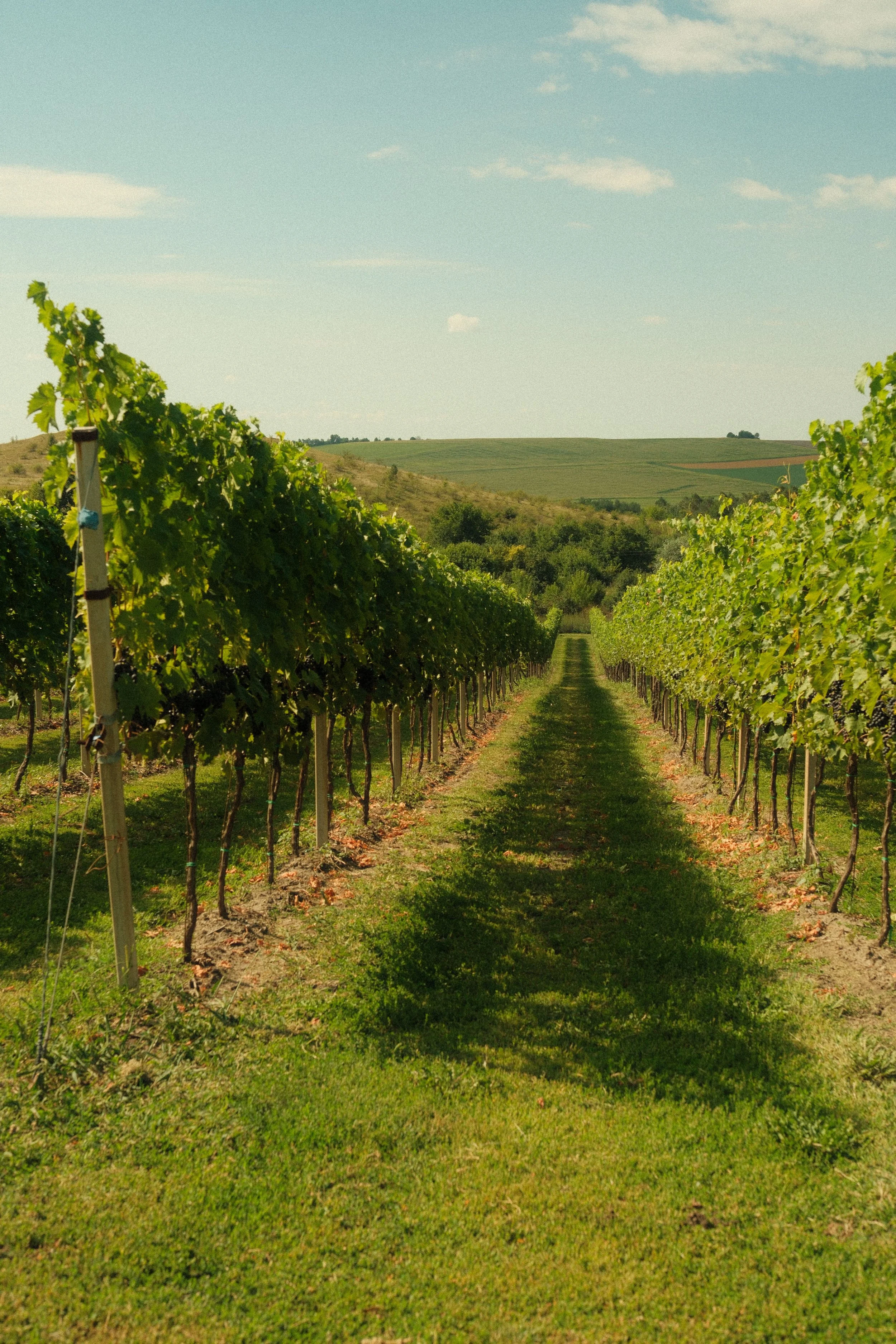 Tour de France : Côtes du Rhône 