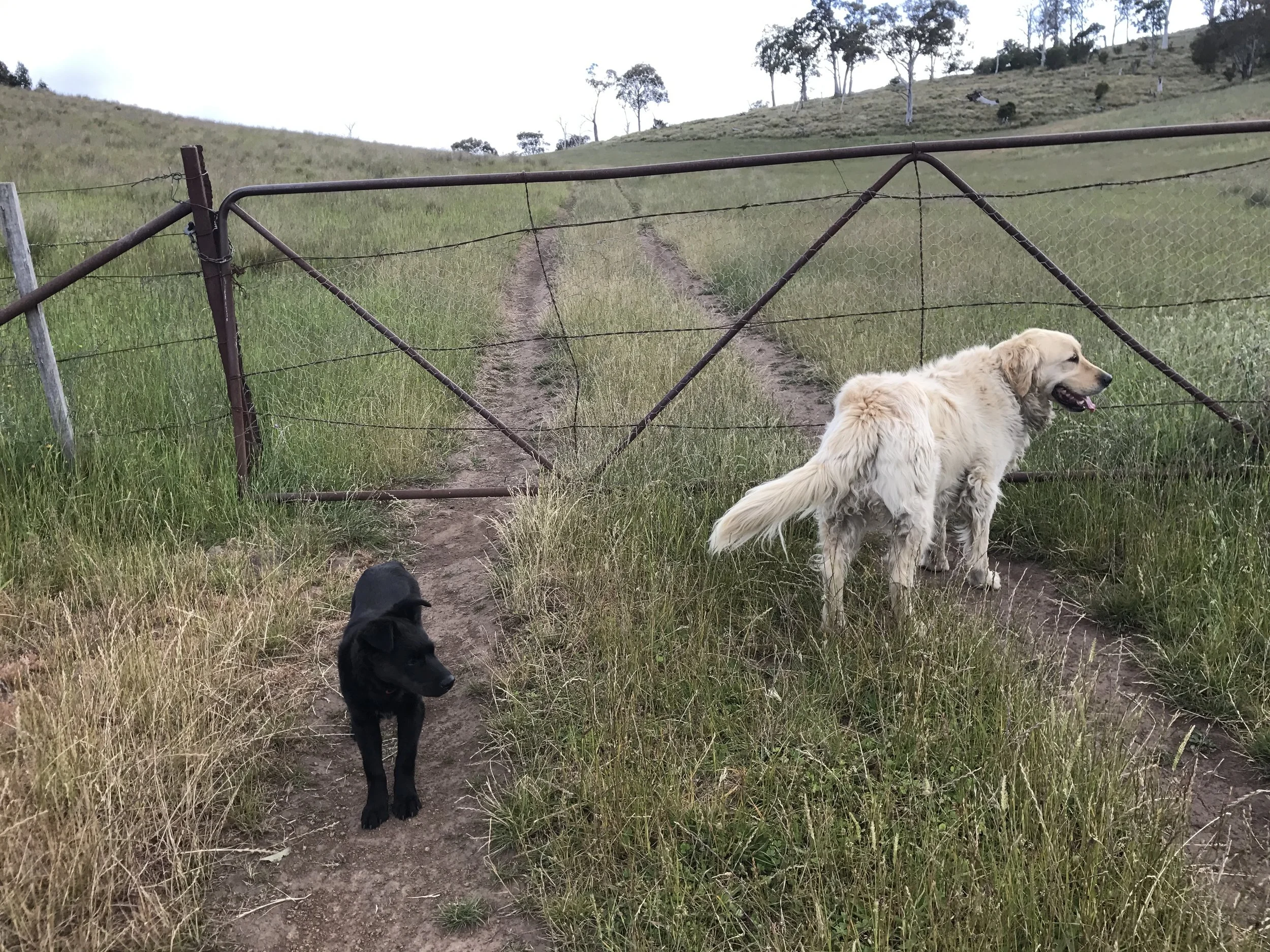 28 Gates - dogs