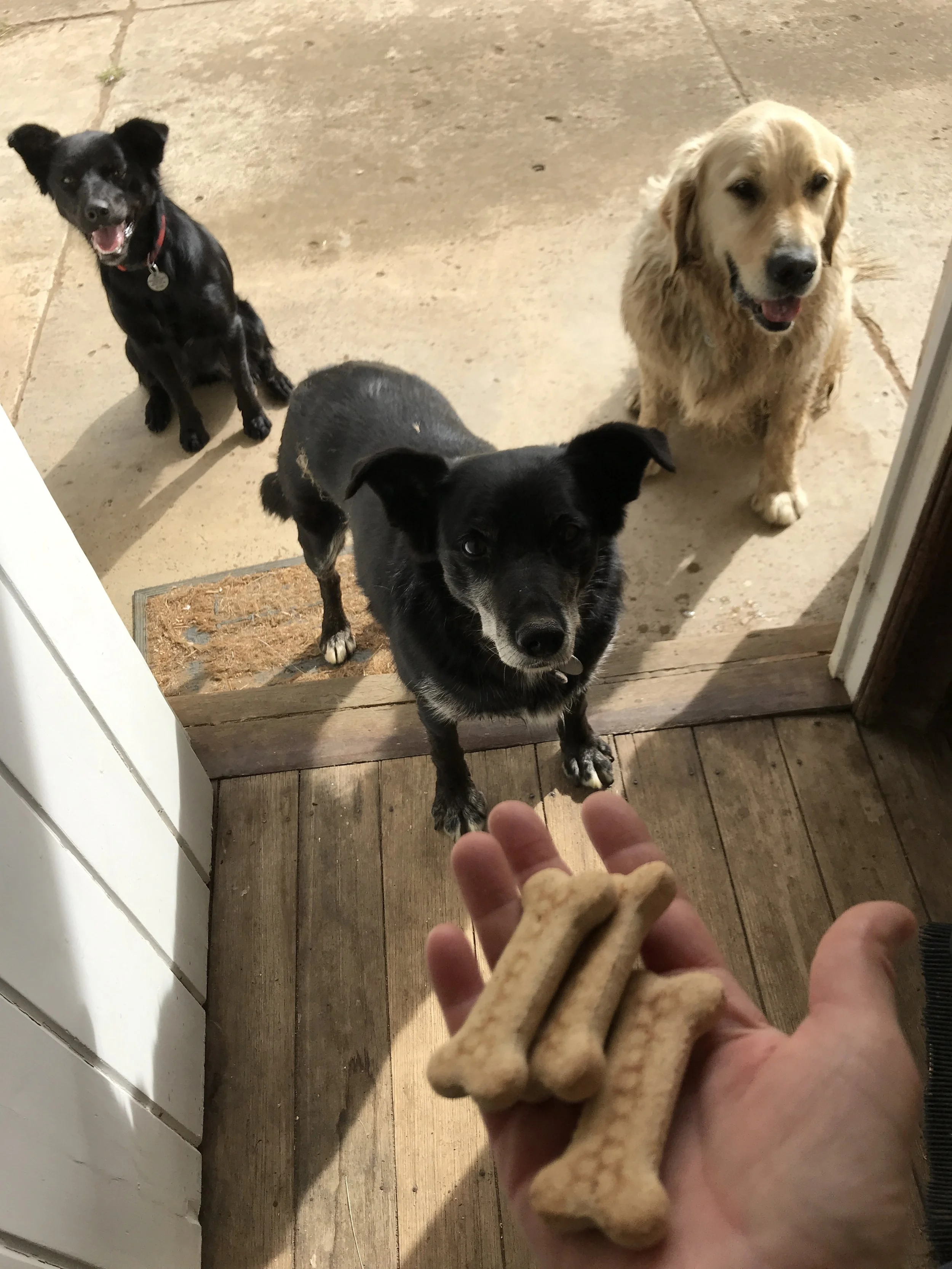 They love a walk and especially their treat afterwards!