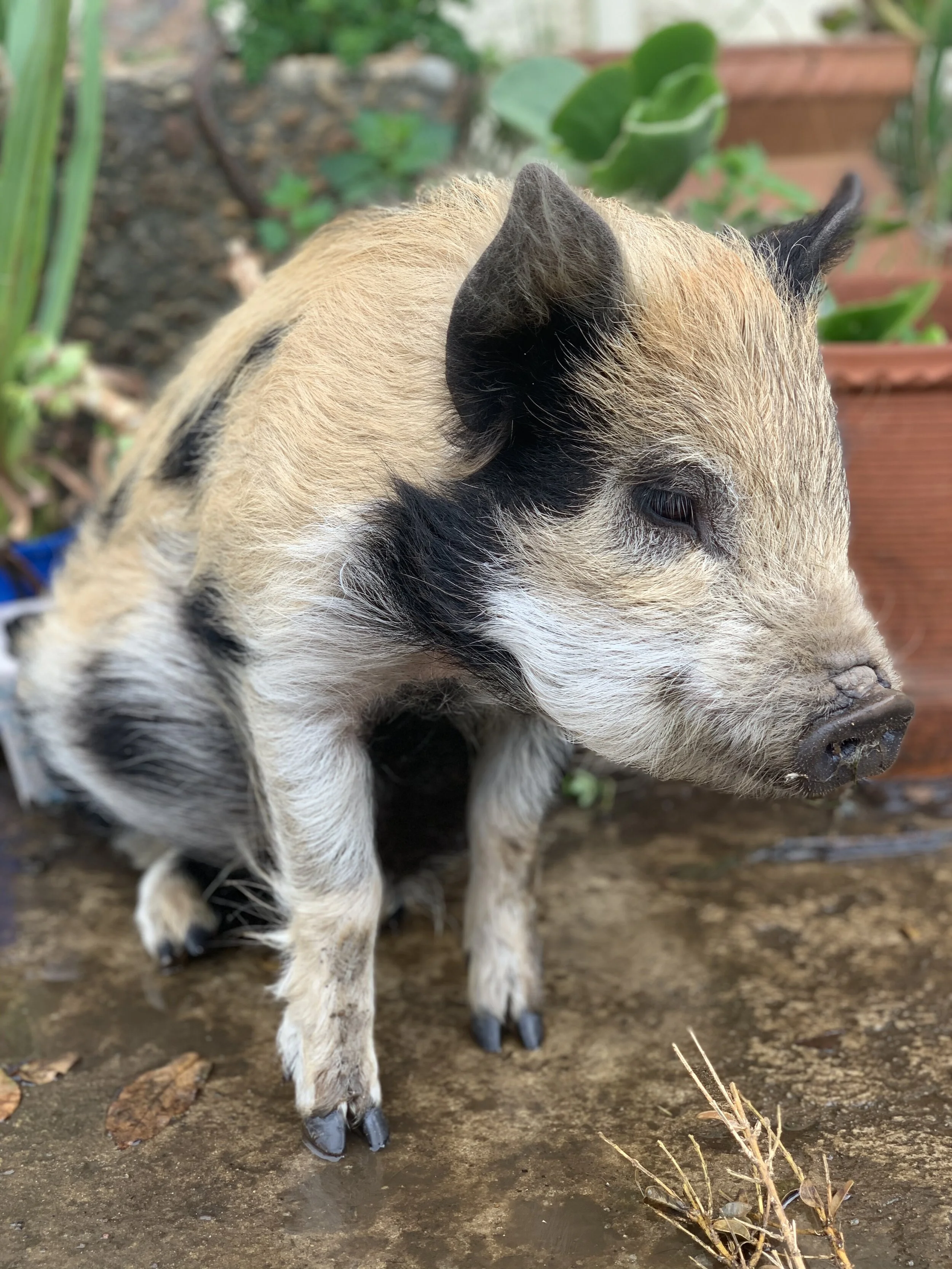 Our beautiful Burt