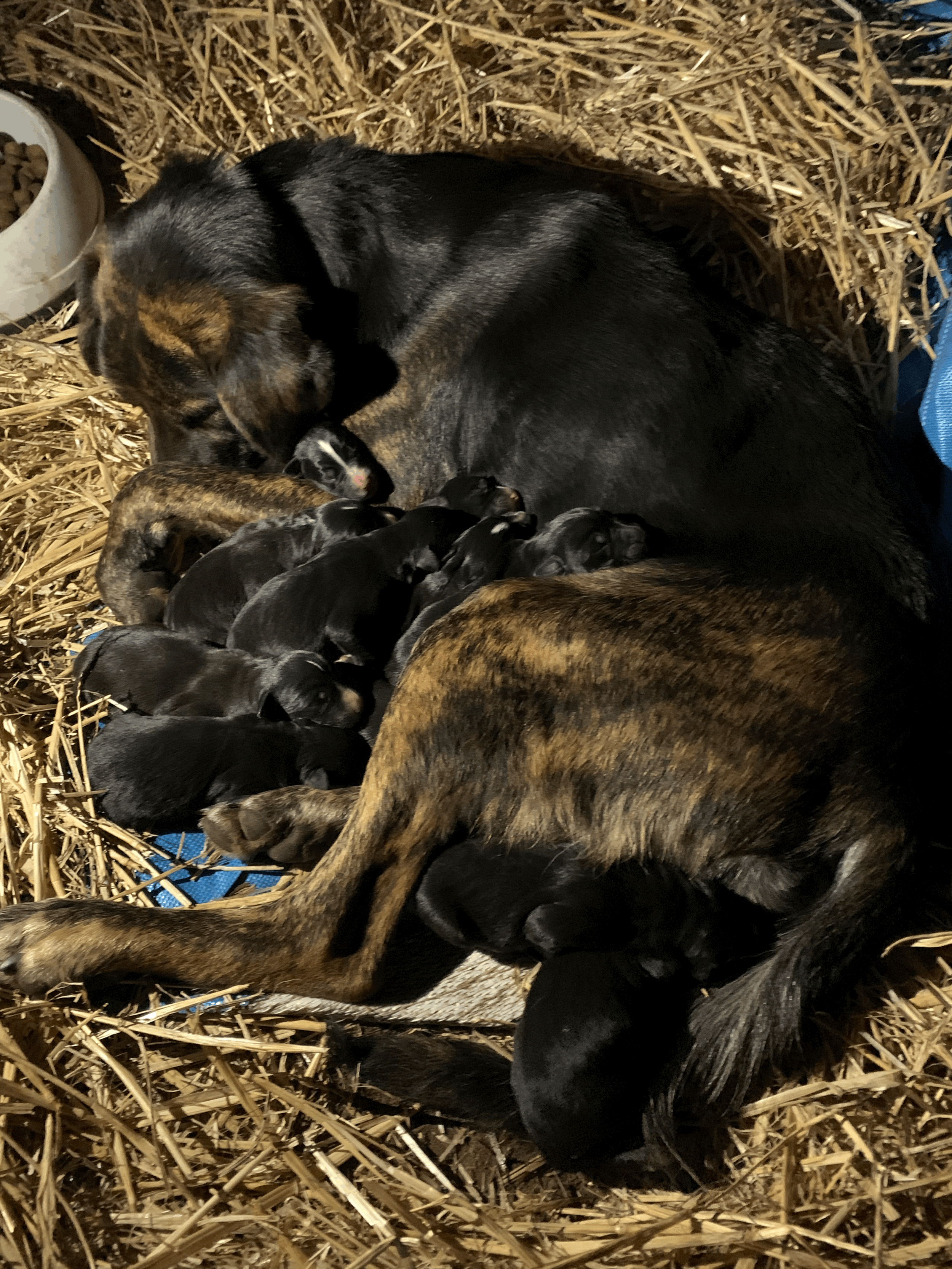 Quest with all her 11 puppies