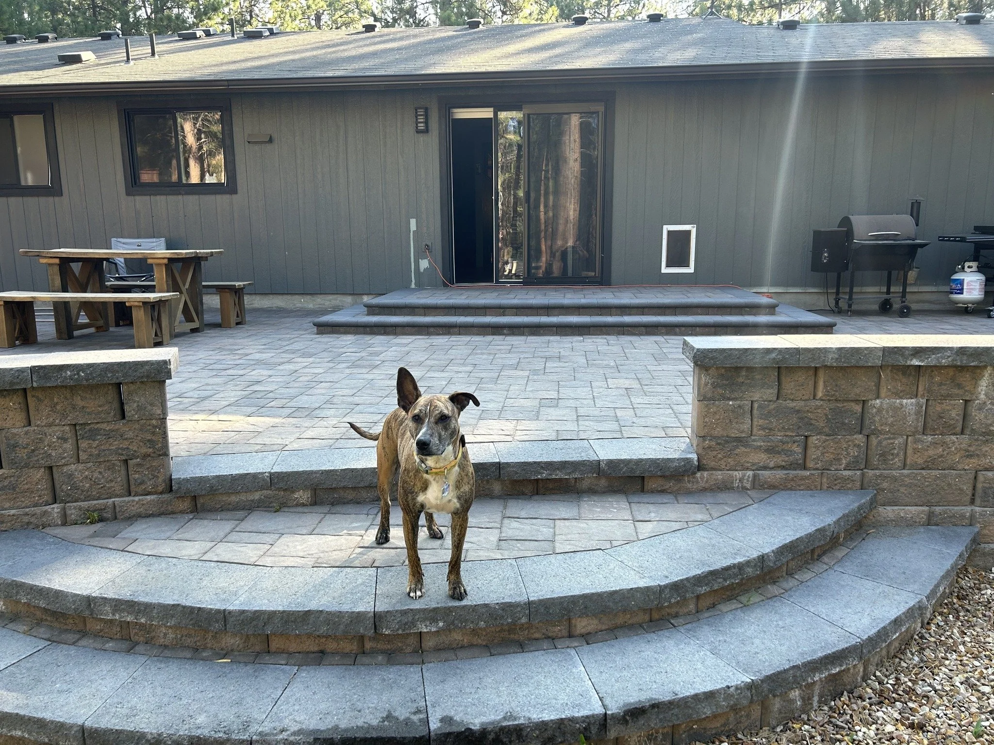 A dog standing on the steps of a patio in front of a house. The house has a sliding glass door, a window, and a barbecue grill on the right side. The patio is paved with gray bricks and surrounded by a low stone wall. Trees are visible in the background.