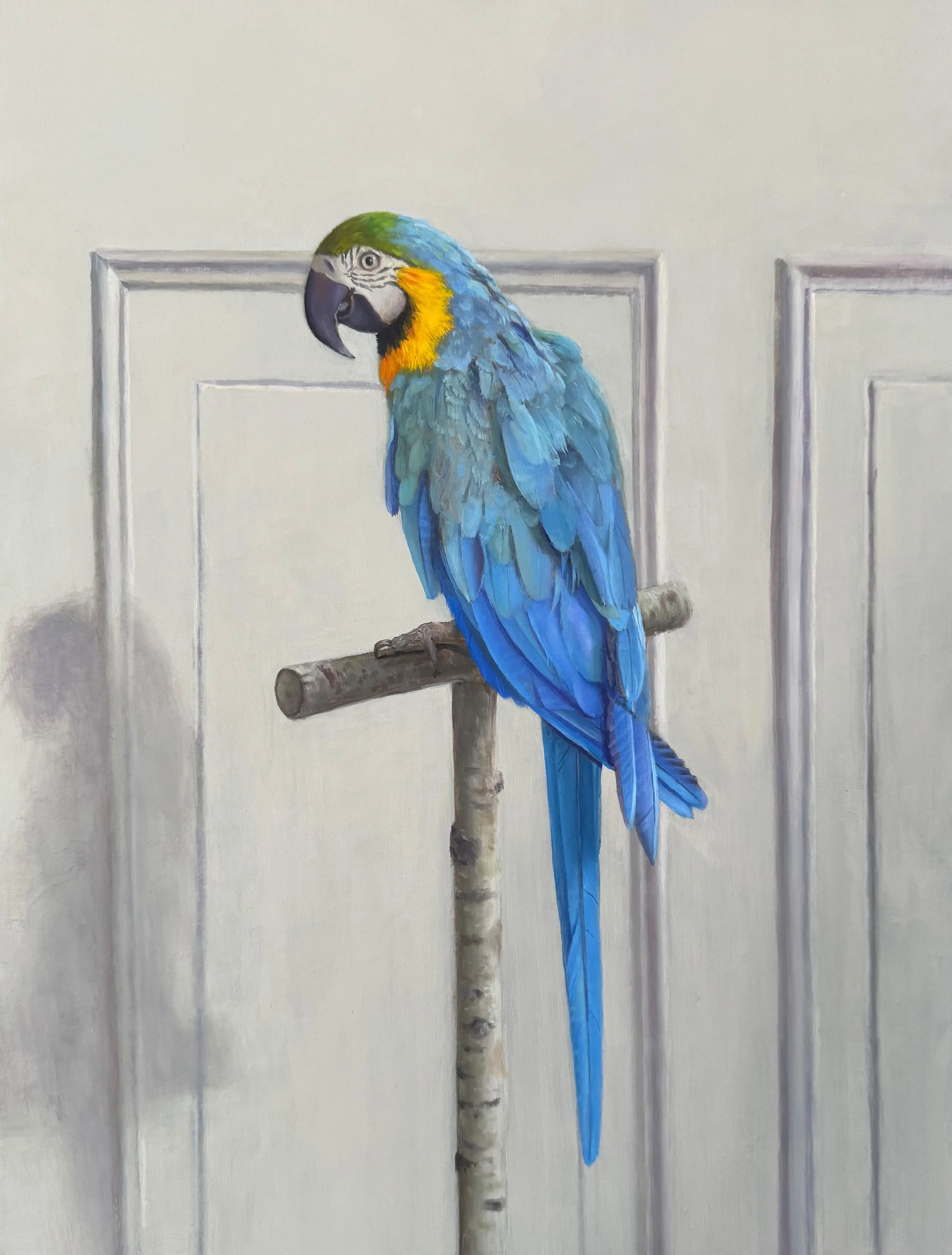 Blue Parraot Fin_ copy 2.jpg
