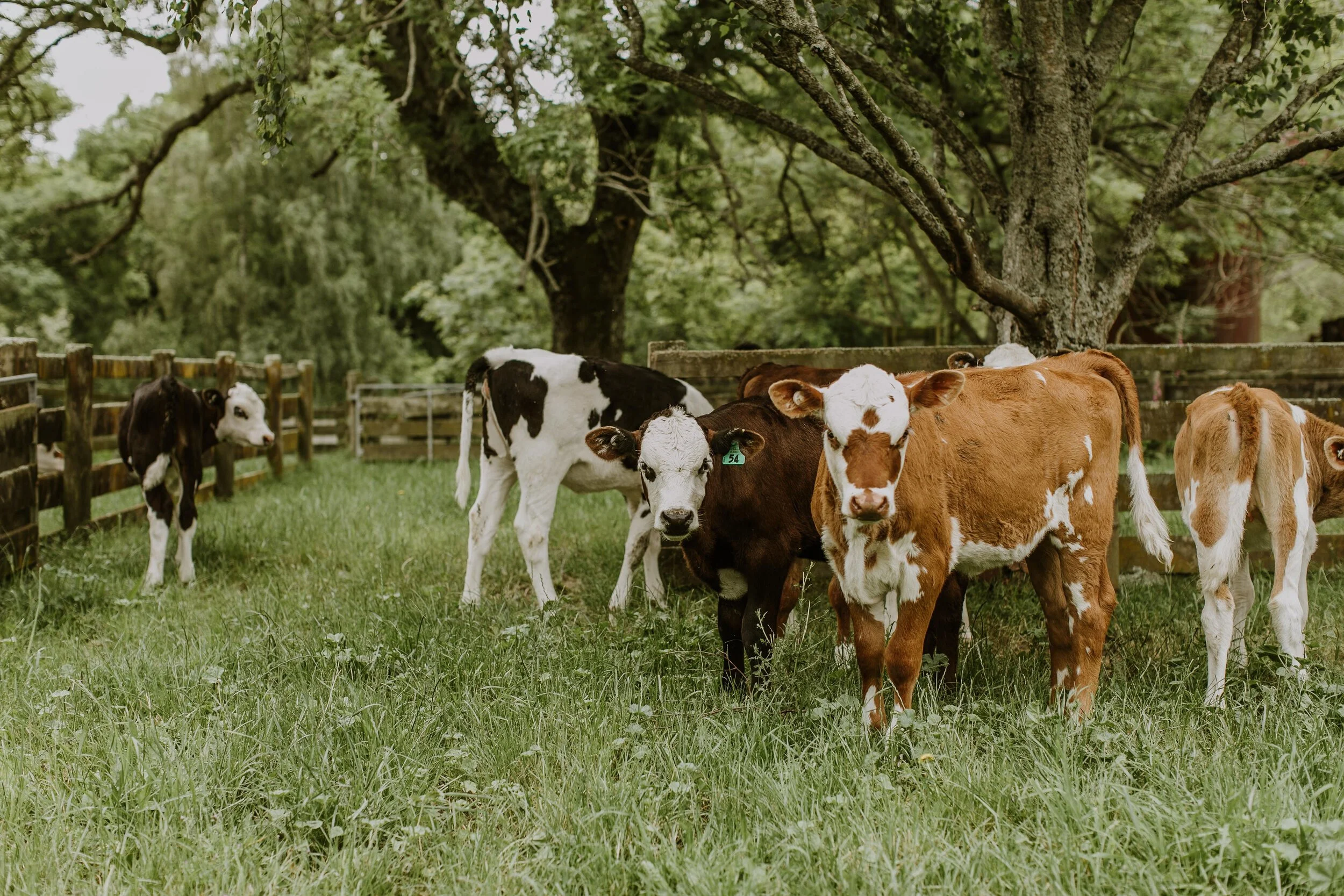 Group of calves in a grassy yard with trees and wooden fencing.