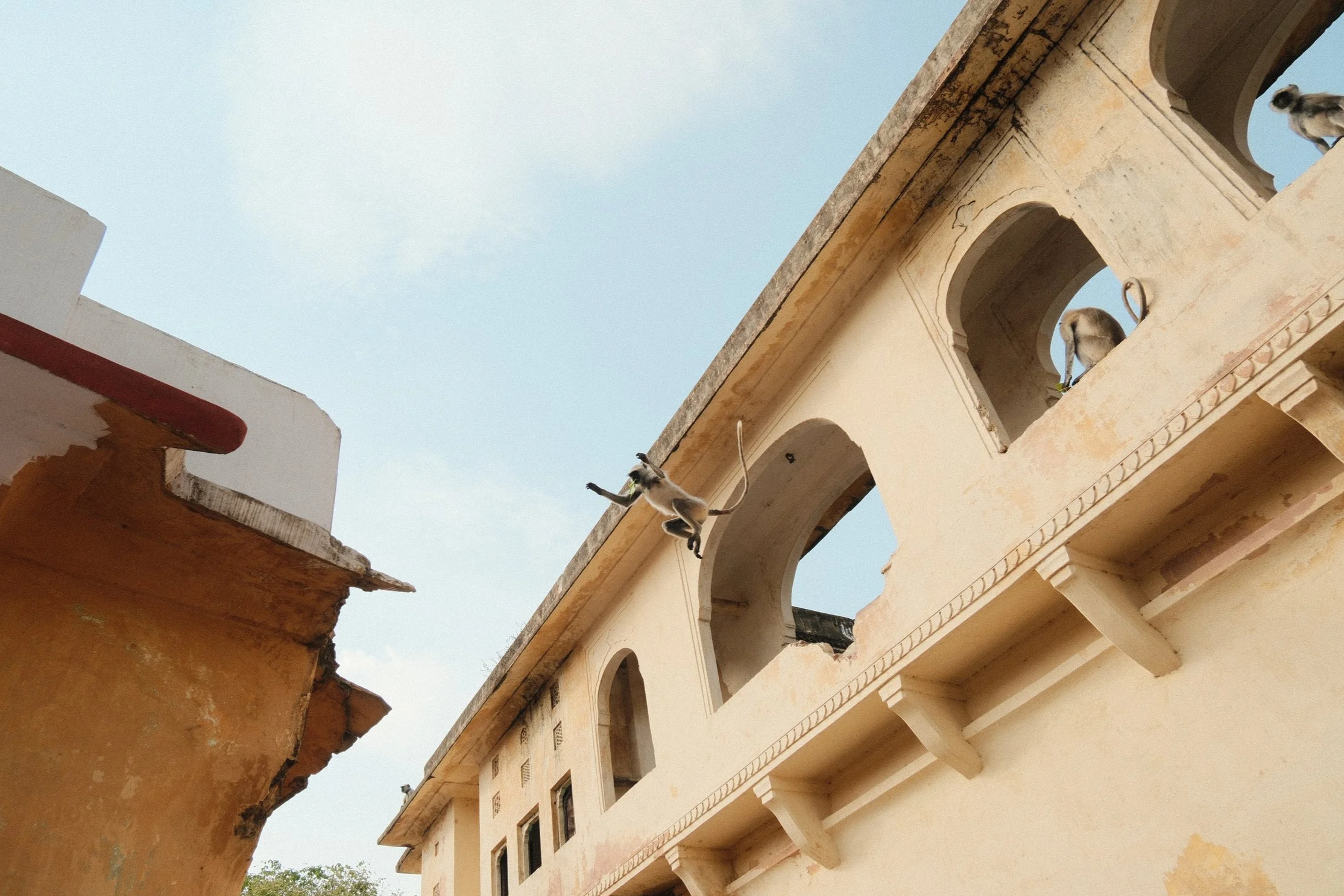 Monkey jumping in Jaipur