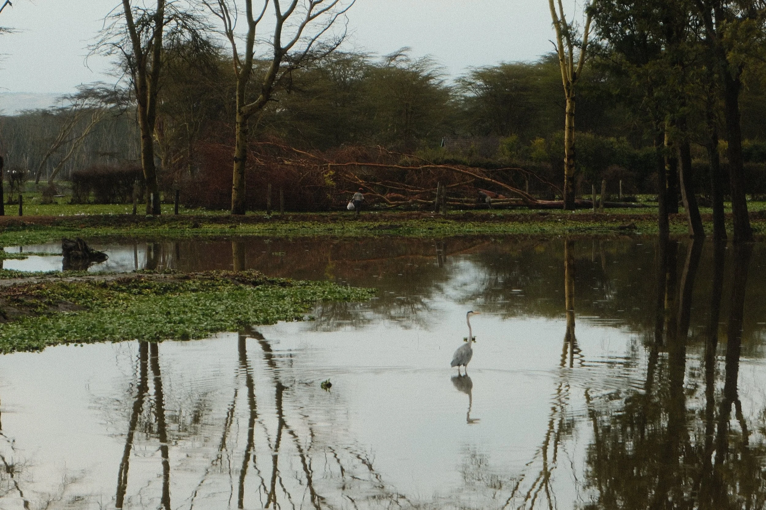 Naivasha
