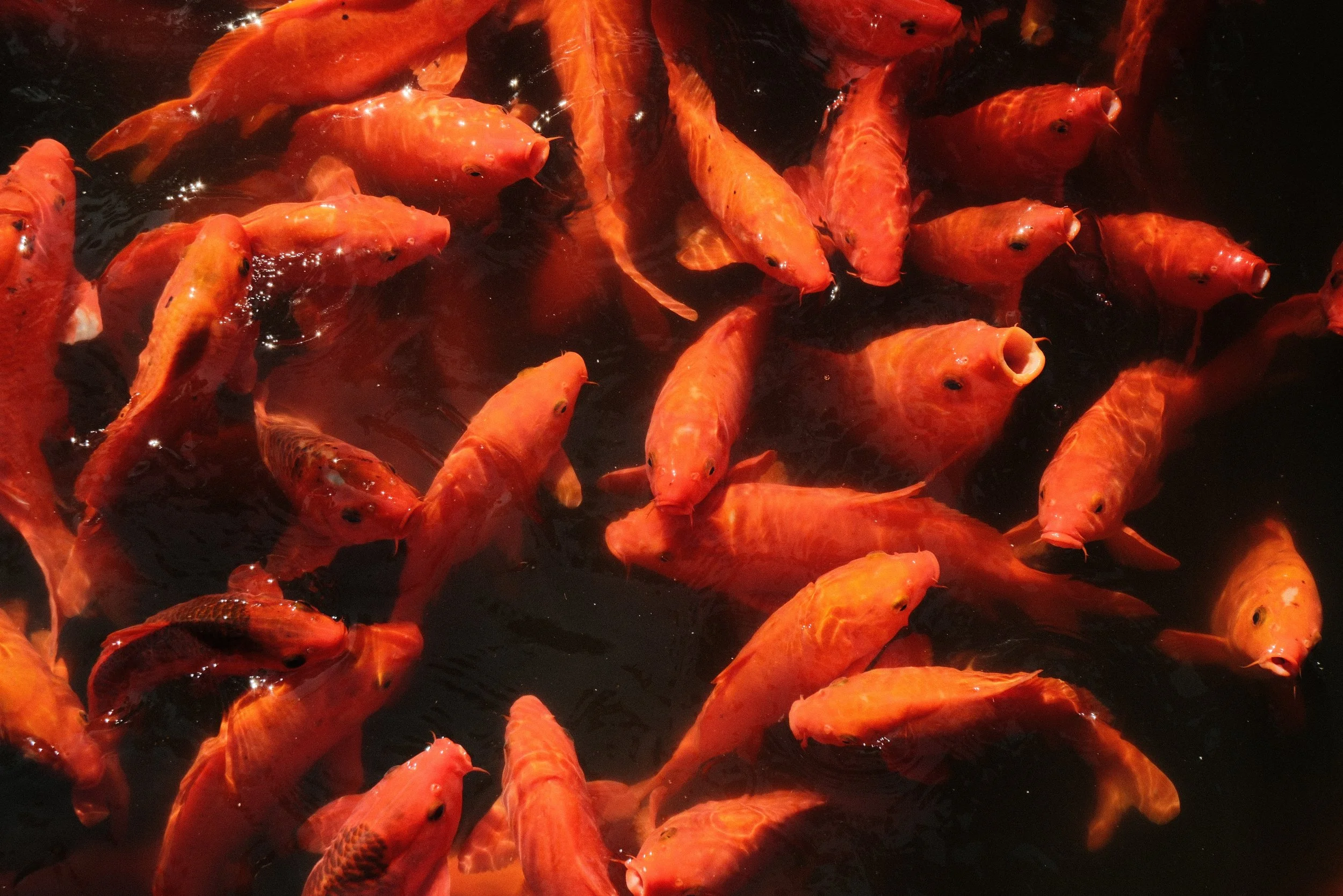 Fish 