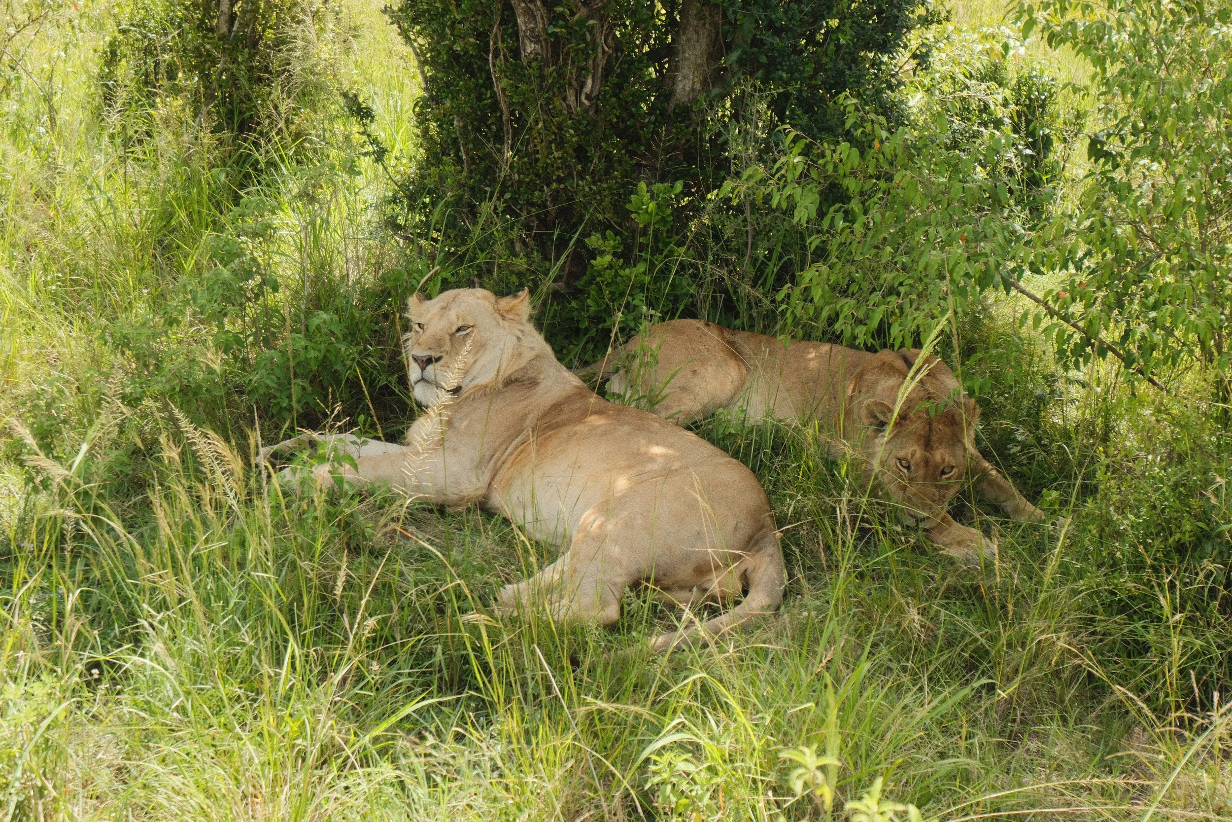Maasai Mara