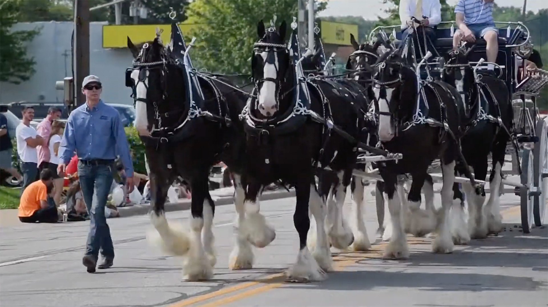 Draft horses in the Old Shawnee Days parade