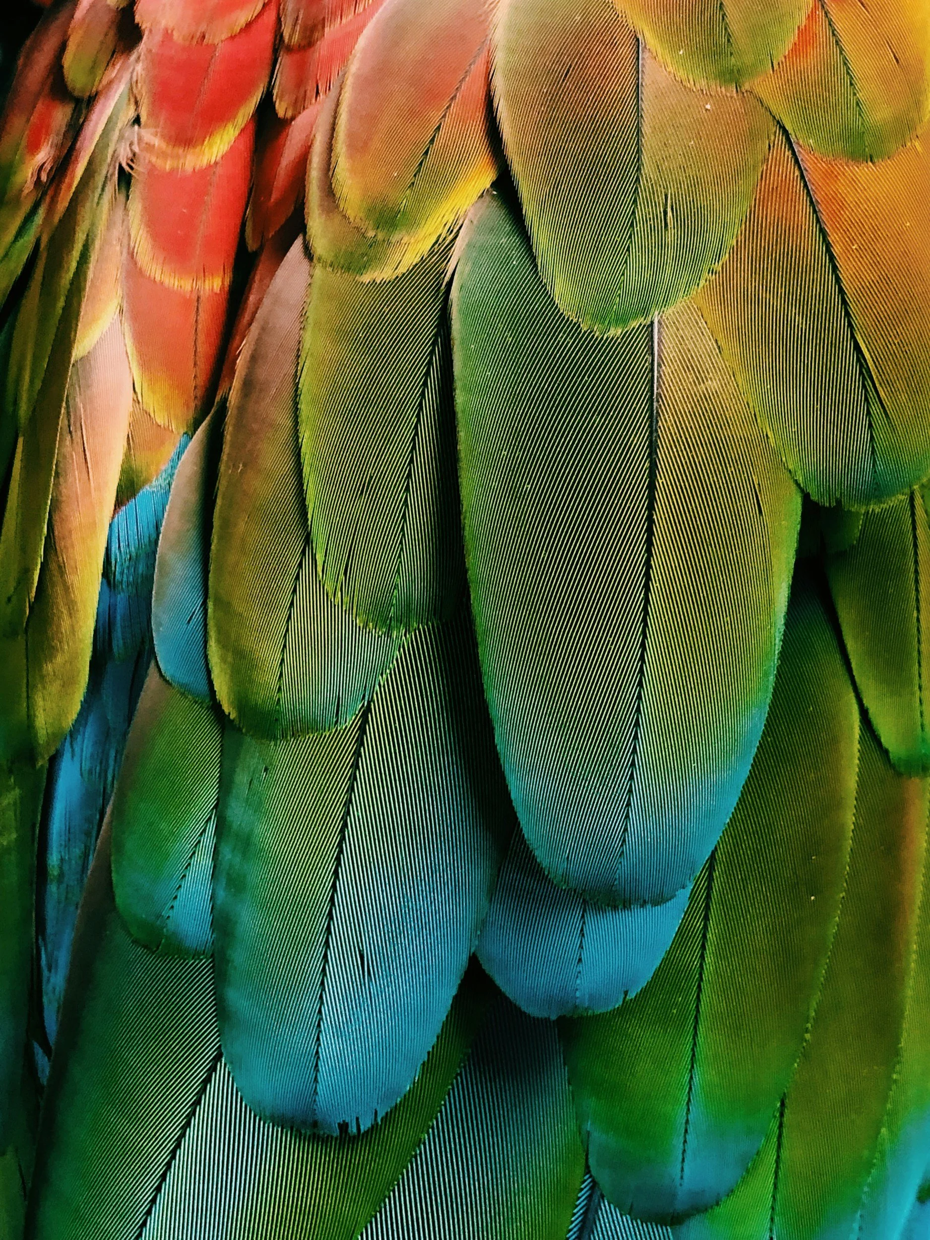 Feather work by Gab Paananen - Sydney Taxidermy and Creature Design. Close-up of colorful bird feathers, displaying a mix of green, blue, yellow, orange, and pink hues.