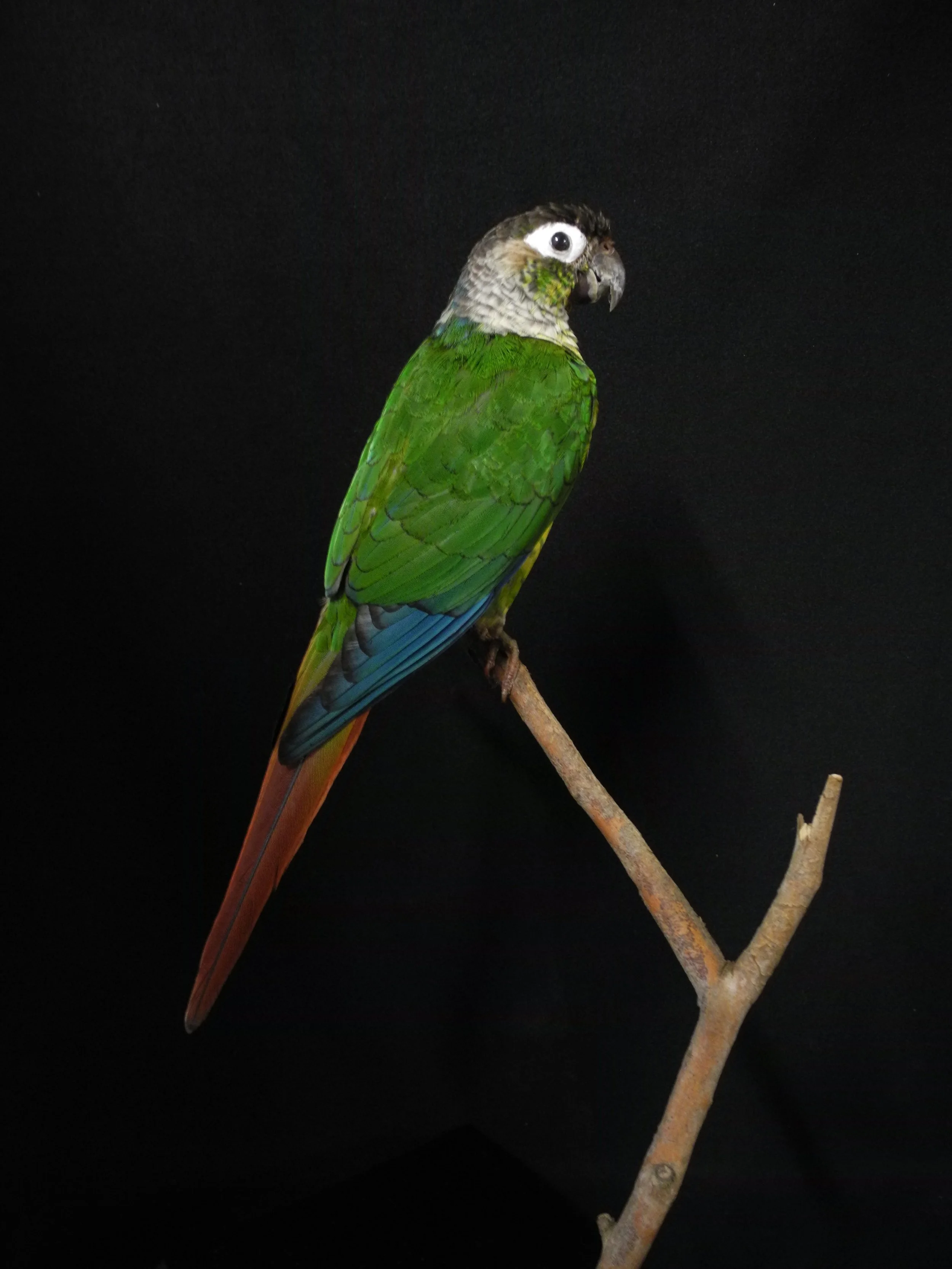 Pet and show bird taxidermy by Gab Paananen - Sydney Taxidermy and Creature Design