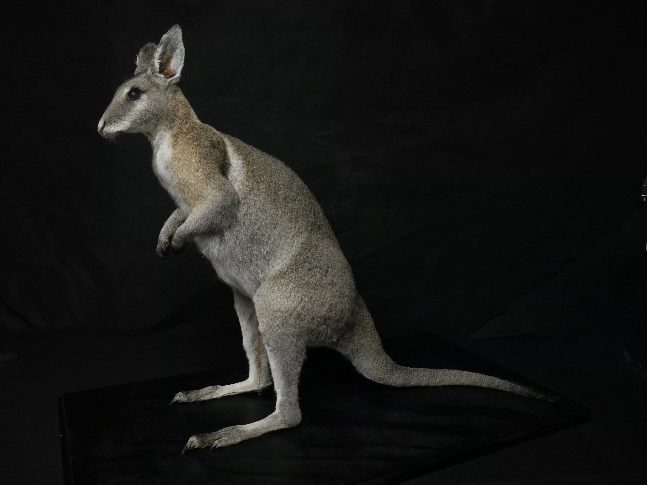Wallaby Taxidermy by Gab Paananen - Sydney Taxidermy and Creature Design
