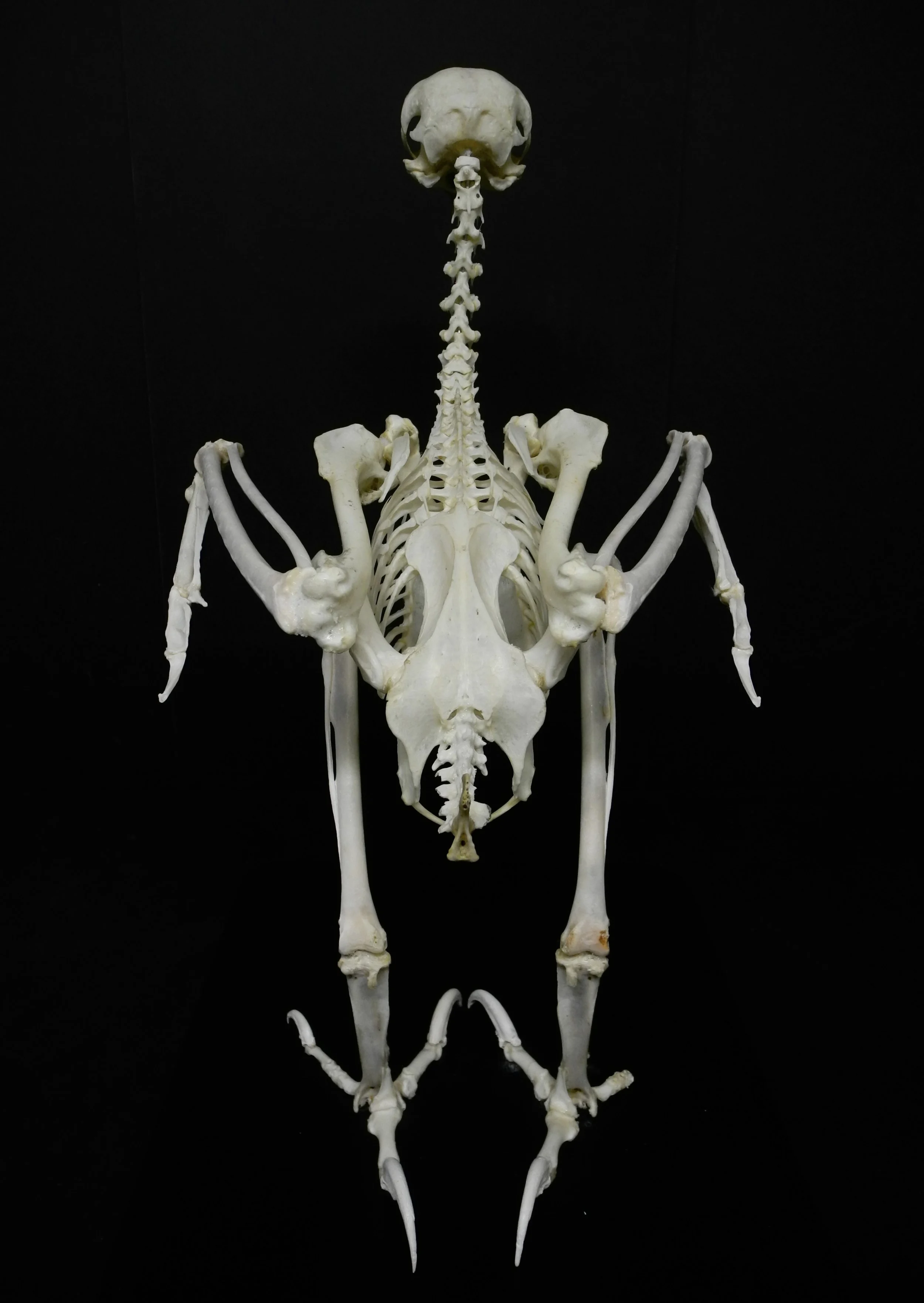 Skeletal Articulation by Gab Paananen - Sydney Taxidermy and Creature Design
