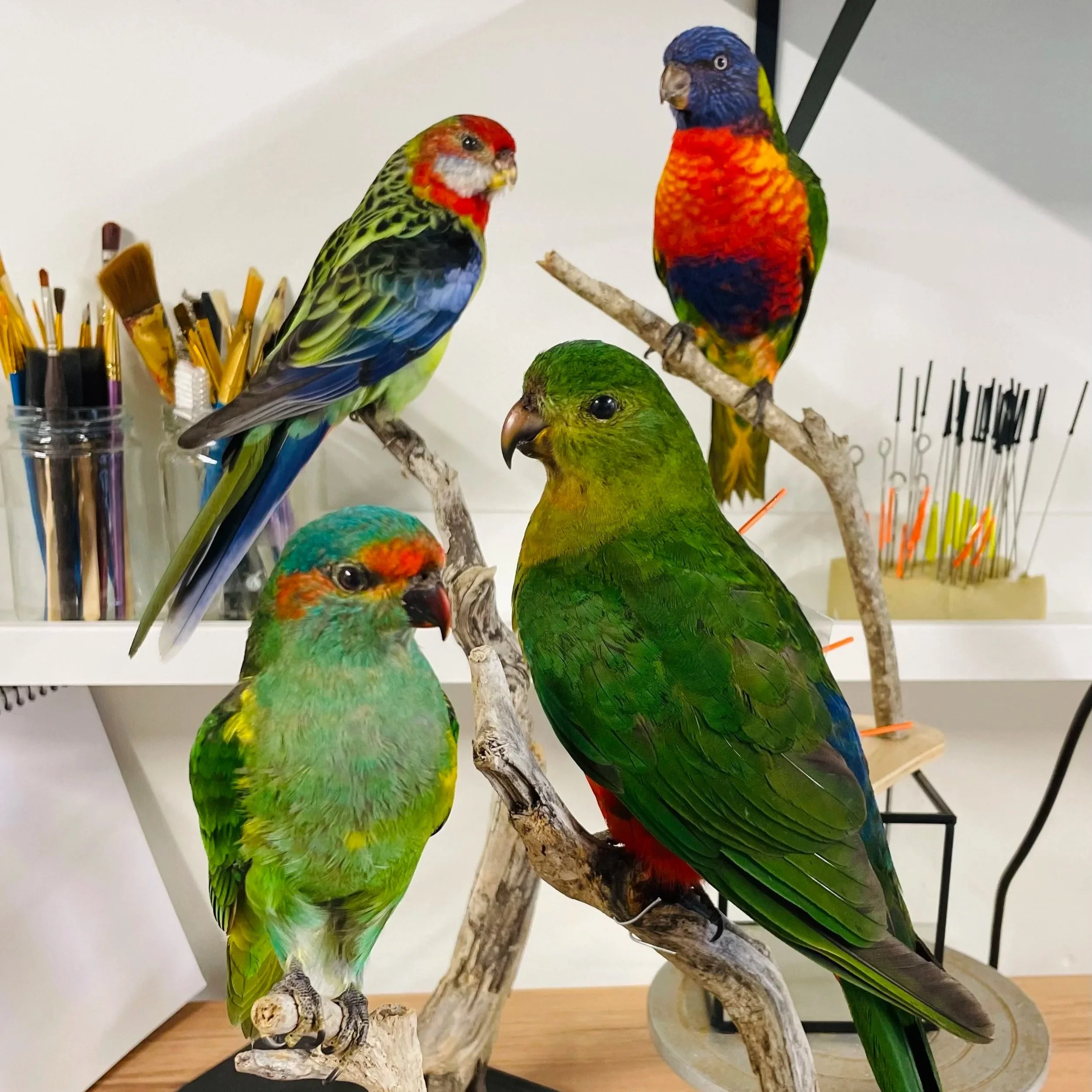 Parrot taxidermy by  Gab Paananen - Sydney Taxidermy and Creature Design