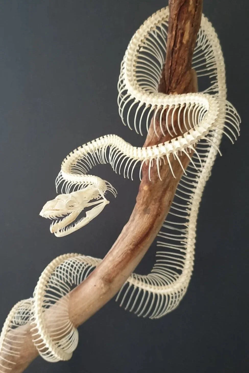A snake skeleton by Gab Paananen - Sydney Taxidermy and Creature Design