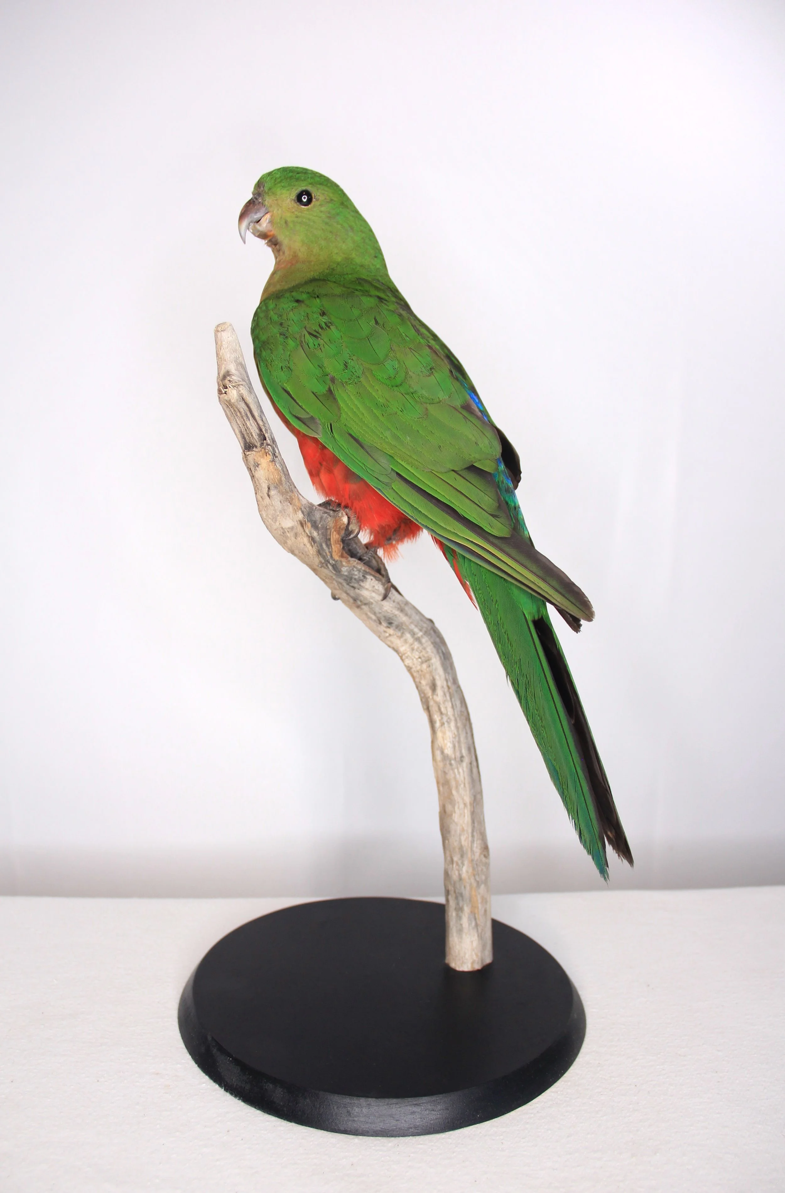 Bird taxidermy by Gab Paananen - Sydney Taxidermy and Creature Design