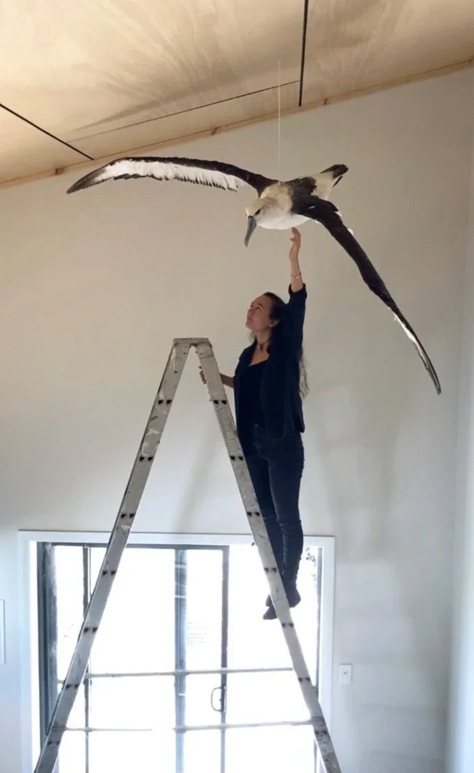 Taxidermist Gab Paananen from Sydney Taxidermy installing an albatross