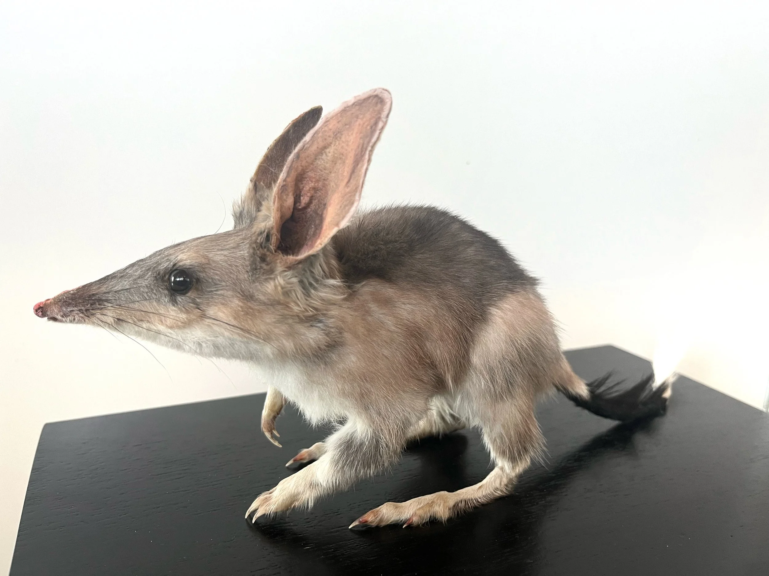 Gab Paananen - Sydney Taxidermy and Creature Design