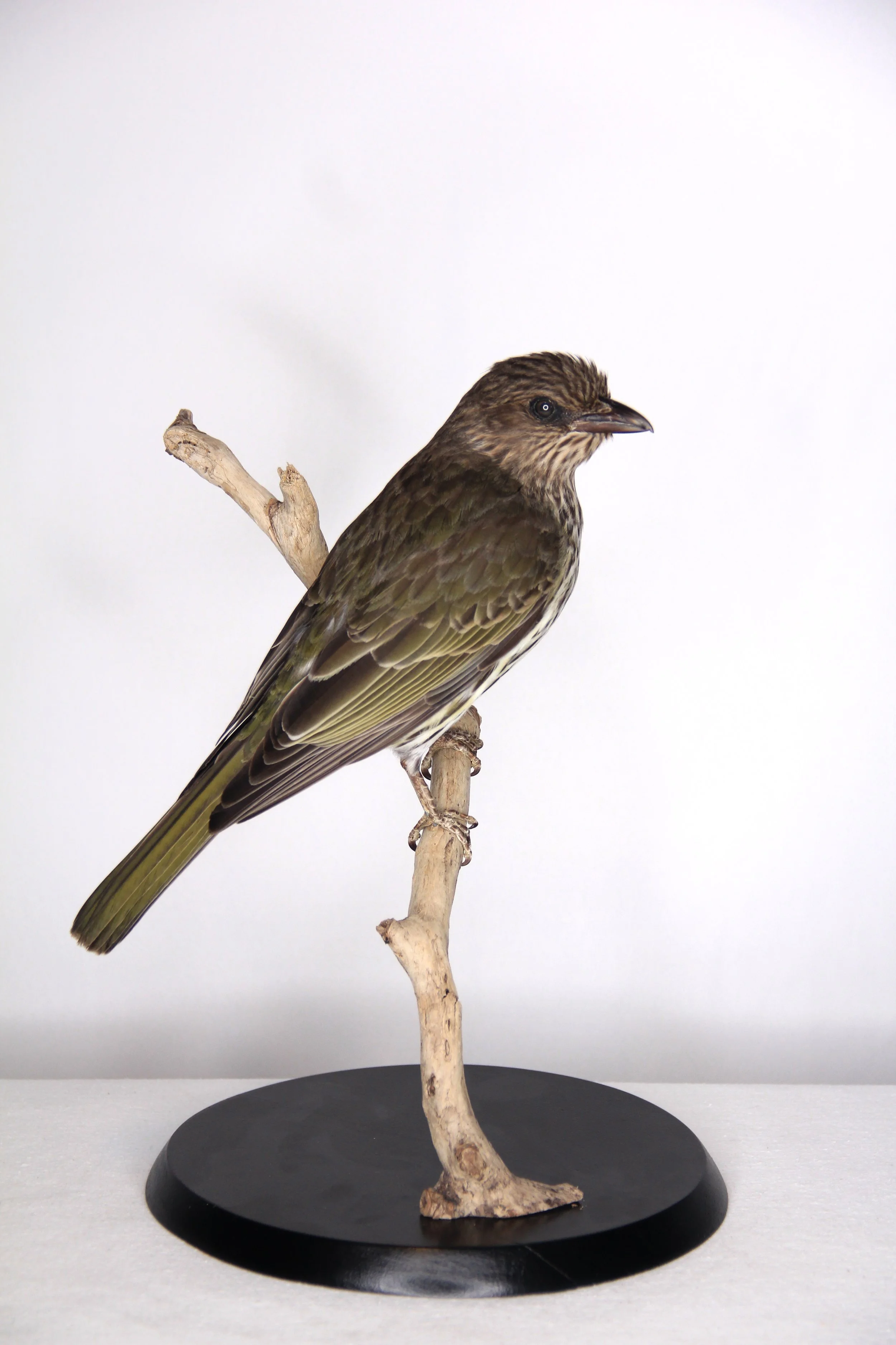 Bird taxidermy by Gab Paananen - Sydney Taxidermy and Creature Design