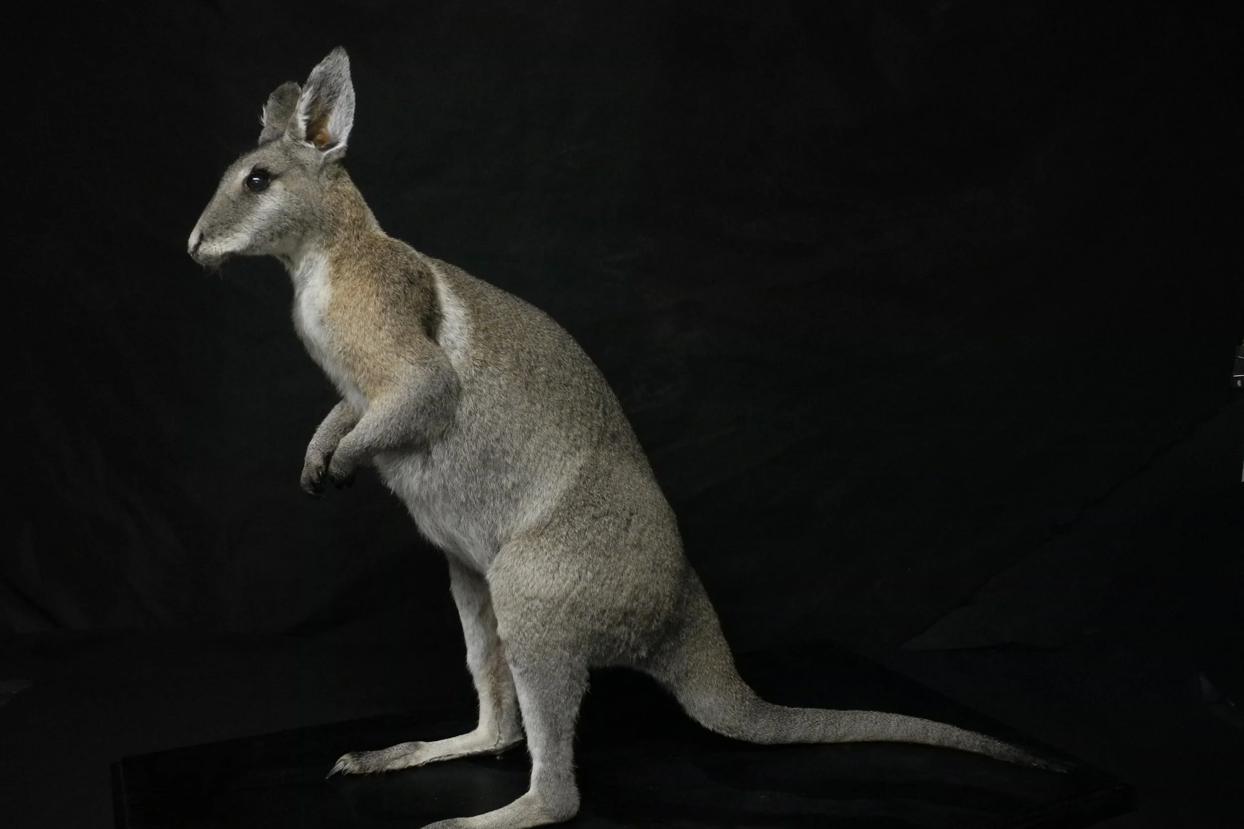 Small mammal taxidermy by Gab Paananen - Sydney Taxidermy and Creature Design