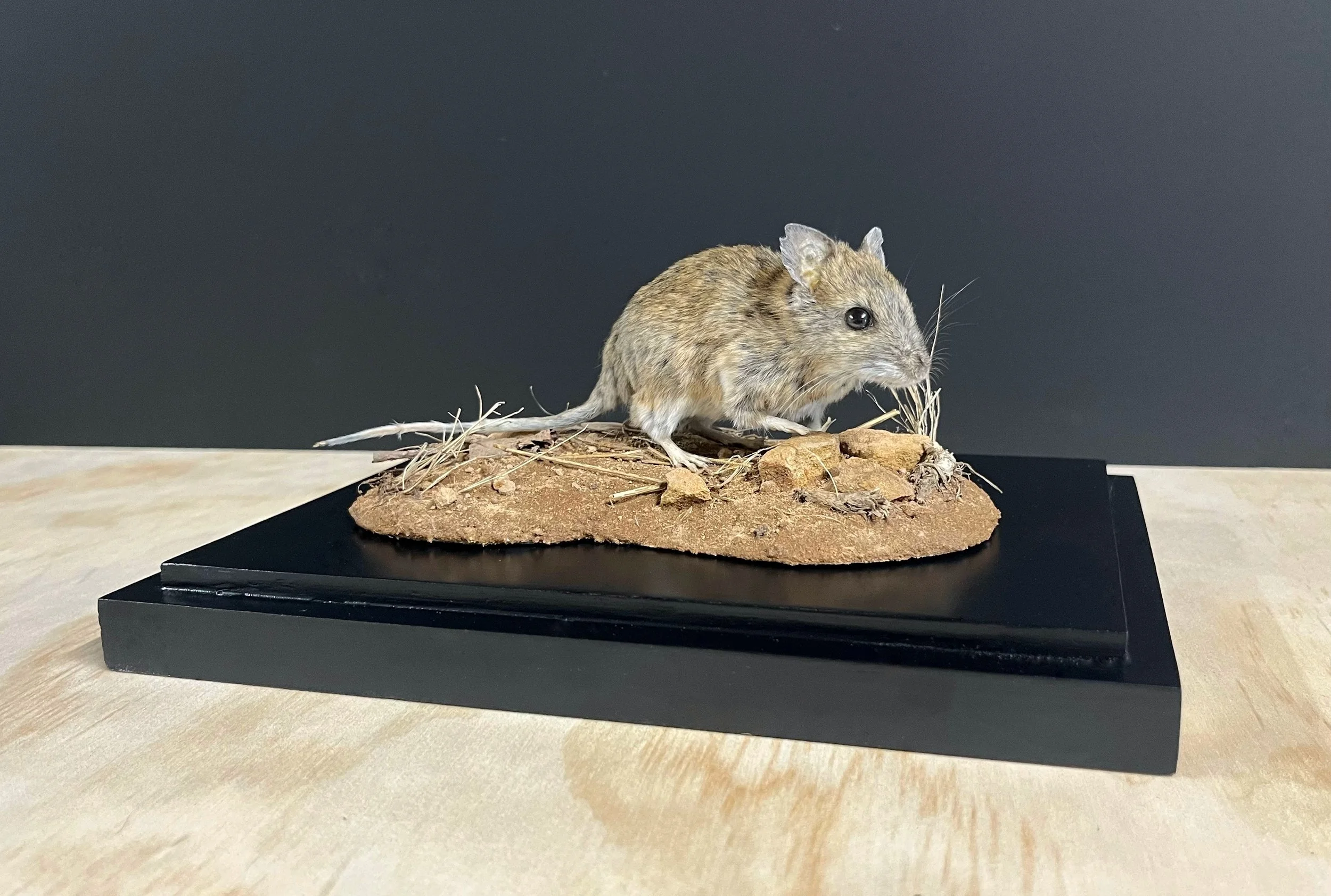Small Mammal taxidermy by Gab Paananen - Sydney Taxidermy and Creature Design