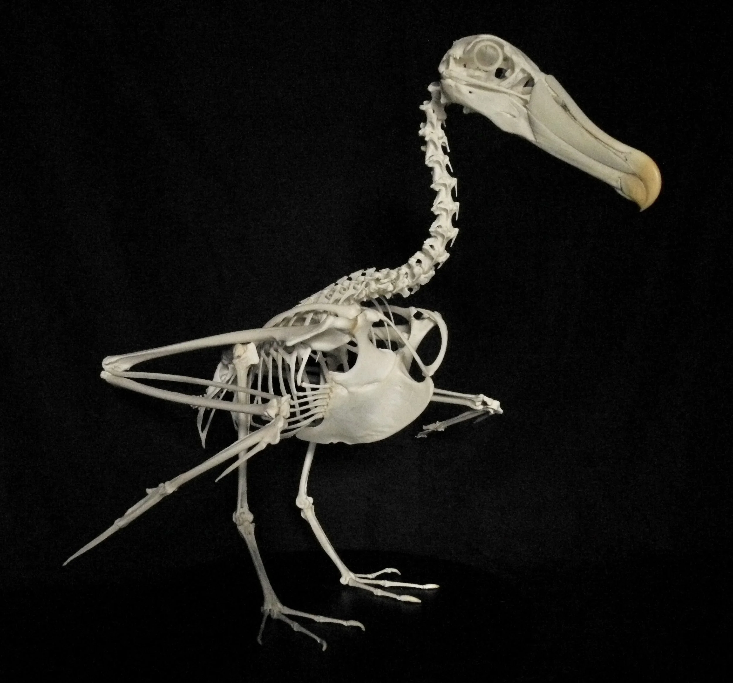 Skeleton preserved by Gab Paananen - Sydney Taxidermy and Creature Design