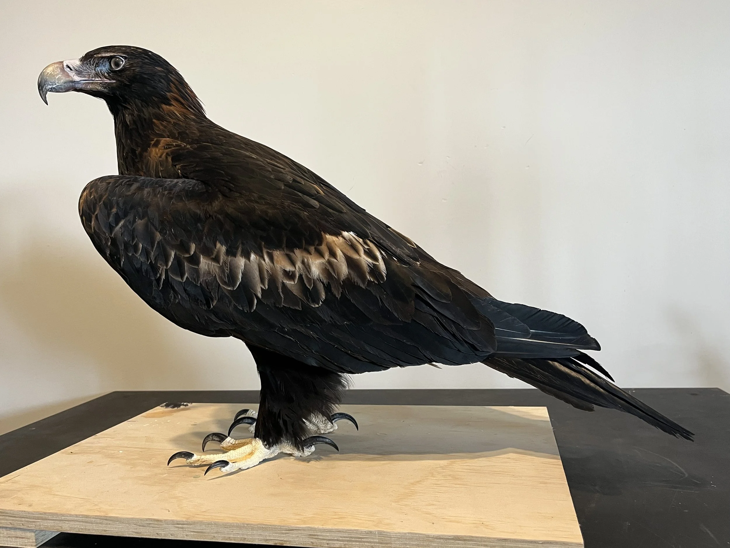 Wedge Tailed Eagle taxidermy by Gab Paananen - Sydney Taxidermy and Creature Design
