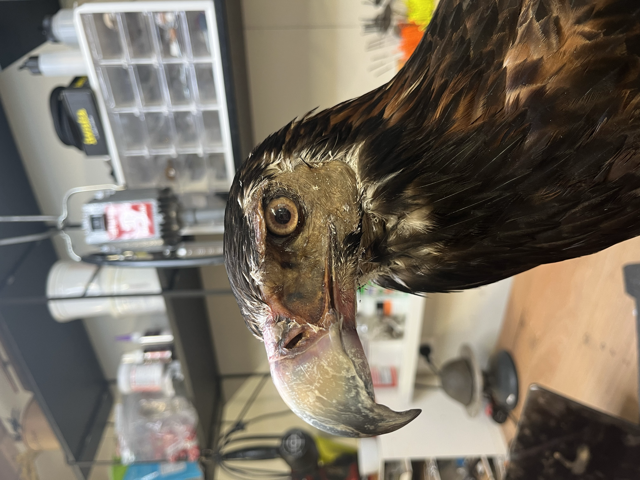 Taxidermy restoration work by Gab Paananen - Sydney Taxidermy and Creature Design