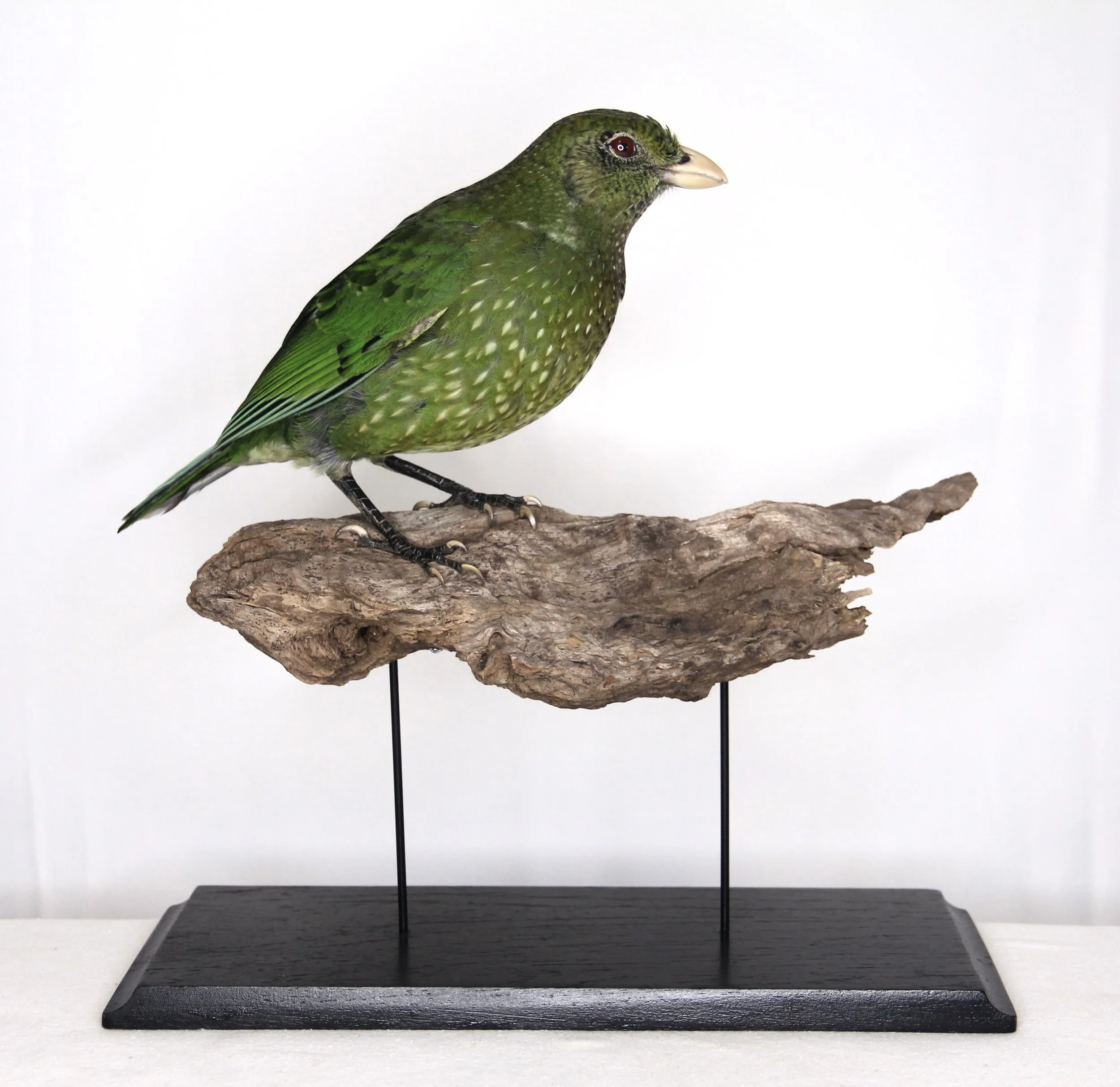 A taxidermy bird displayed in a museum setting preserved by Gab Paananen - Sydney Taxidermy and Creature Design