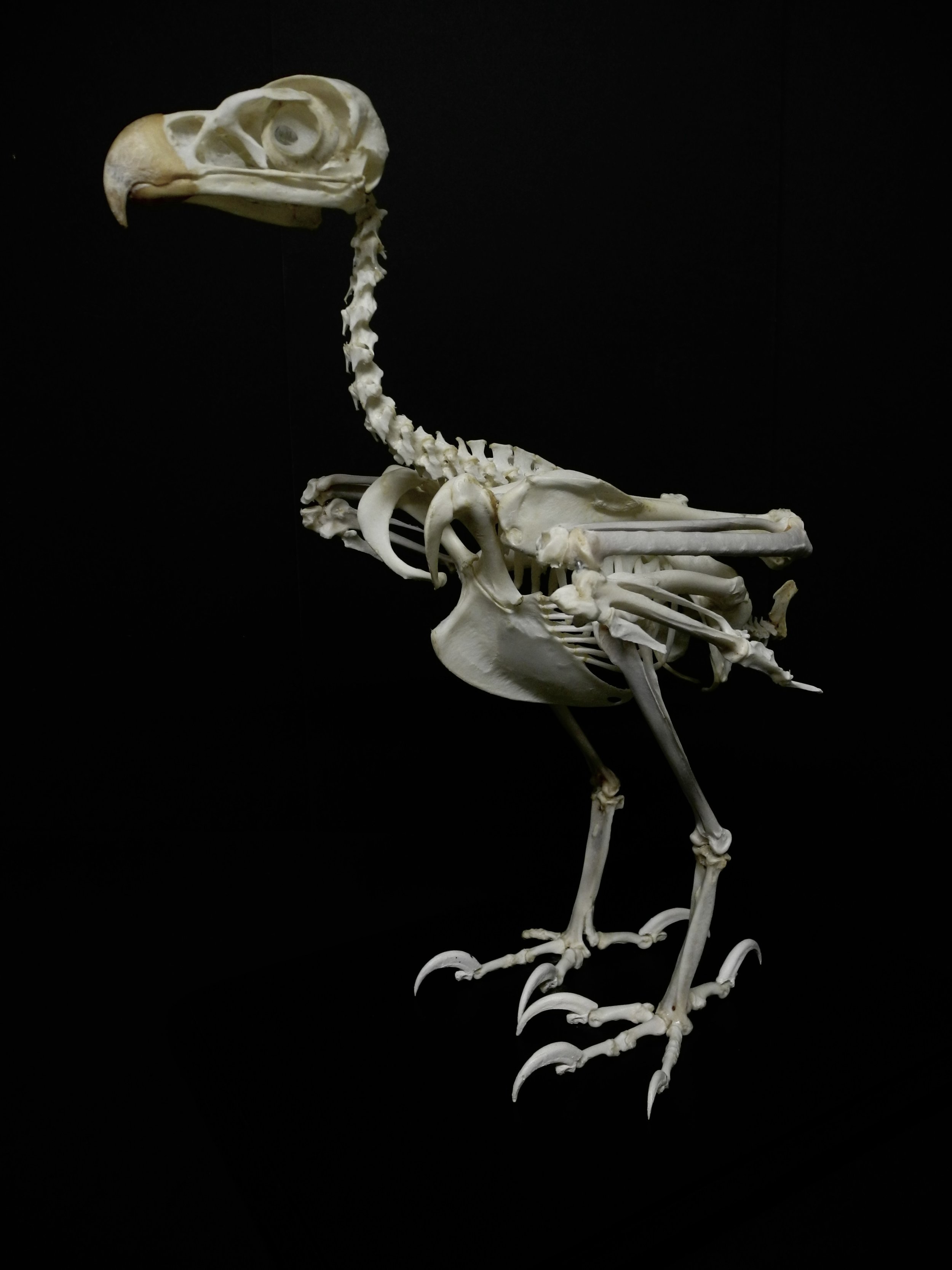An eagle skeleton on a black background, showing the skull, spine, rib cage, and leg bones. Gab Paananen - Sydney Taxidermy and Creature Design
