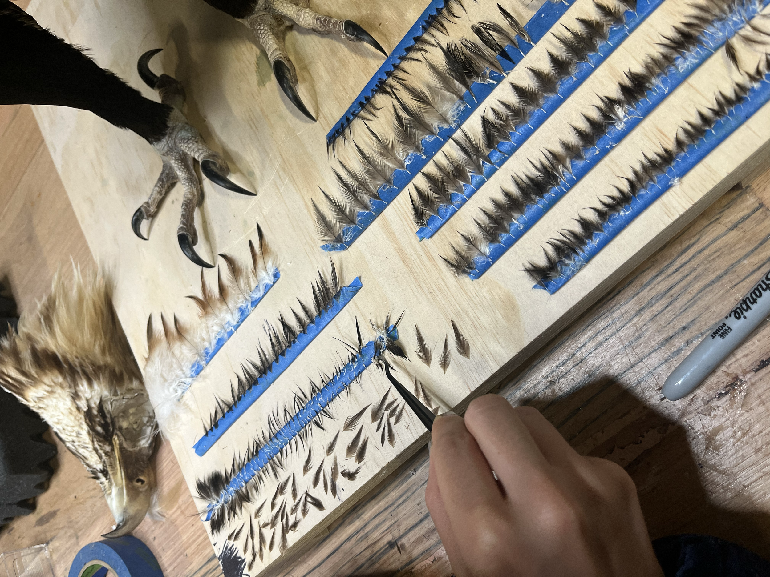 Feather by feather replacement work - Gab Paananen - Sydney Taxidermy and Creature Design