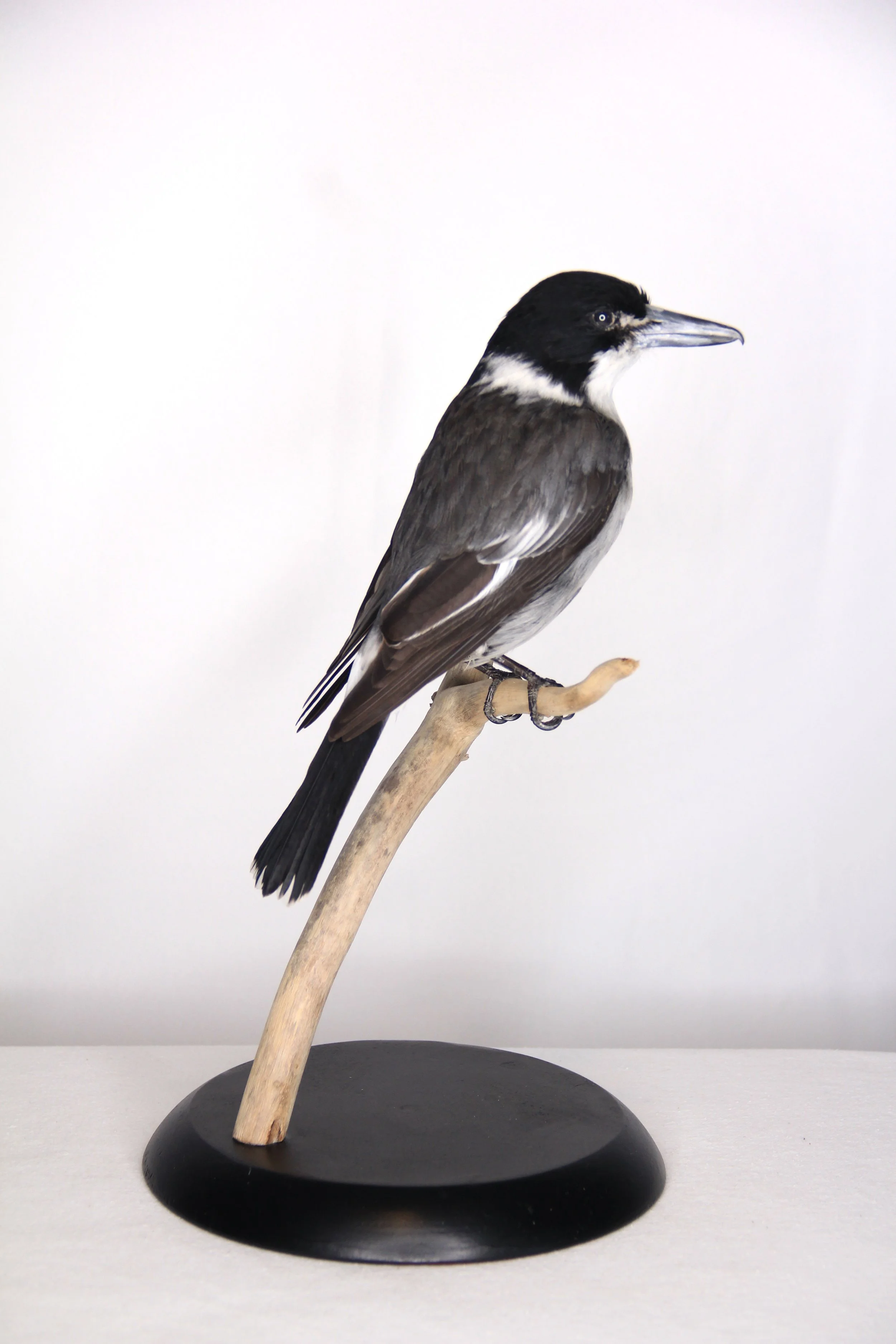 Mounted bird specimen by Gab Paananen - Sydney Taxidermy and Creature Design