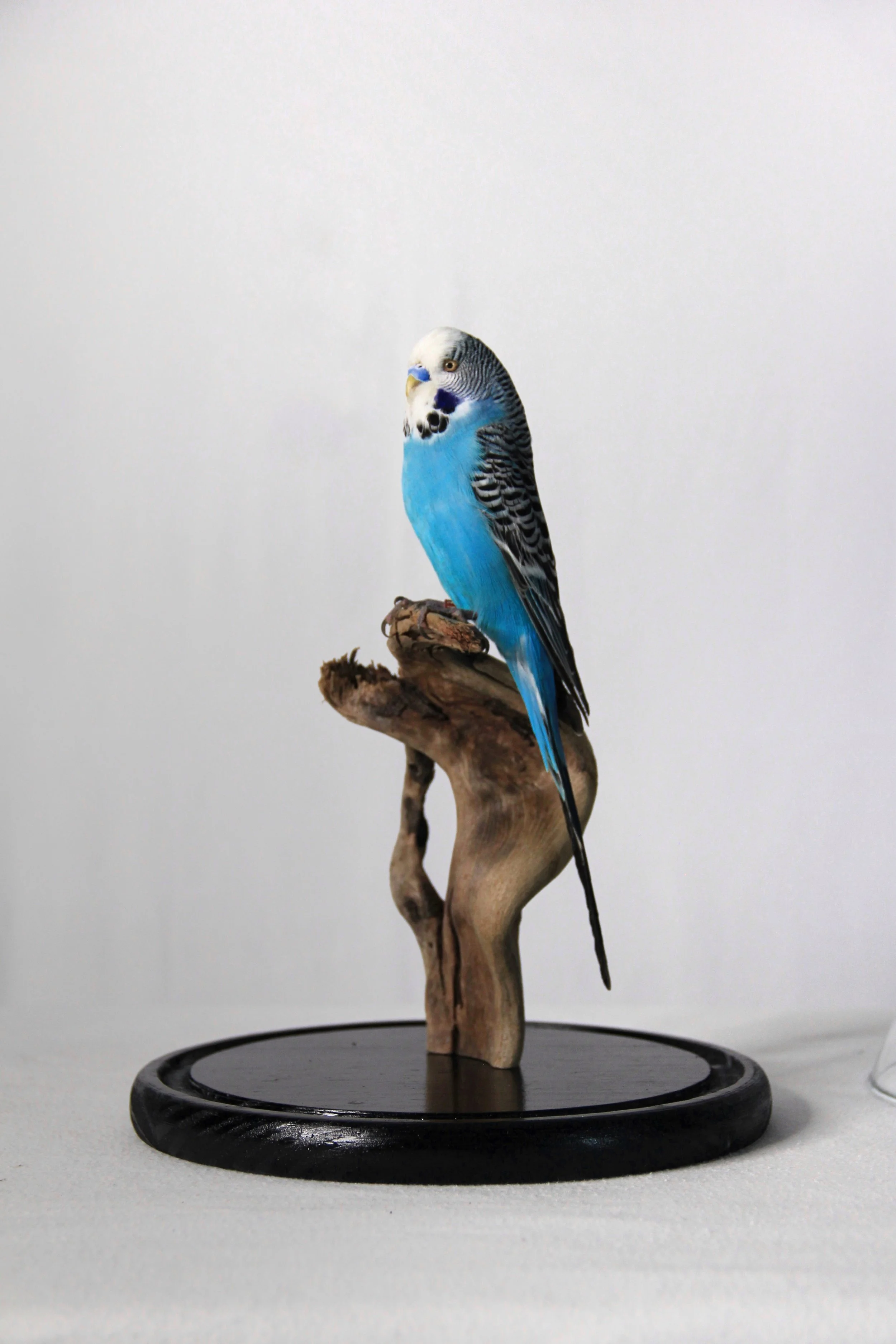 A blue and white budgie perched on a piece of driftwood displayed on a round black stand. Gab Paananen - Sydney Taxidermy and Creature Design