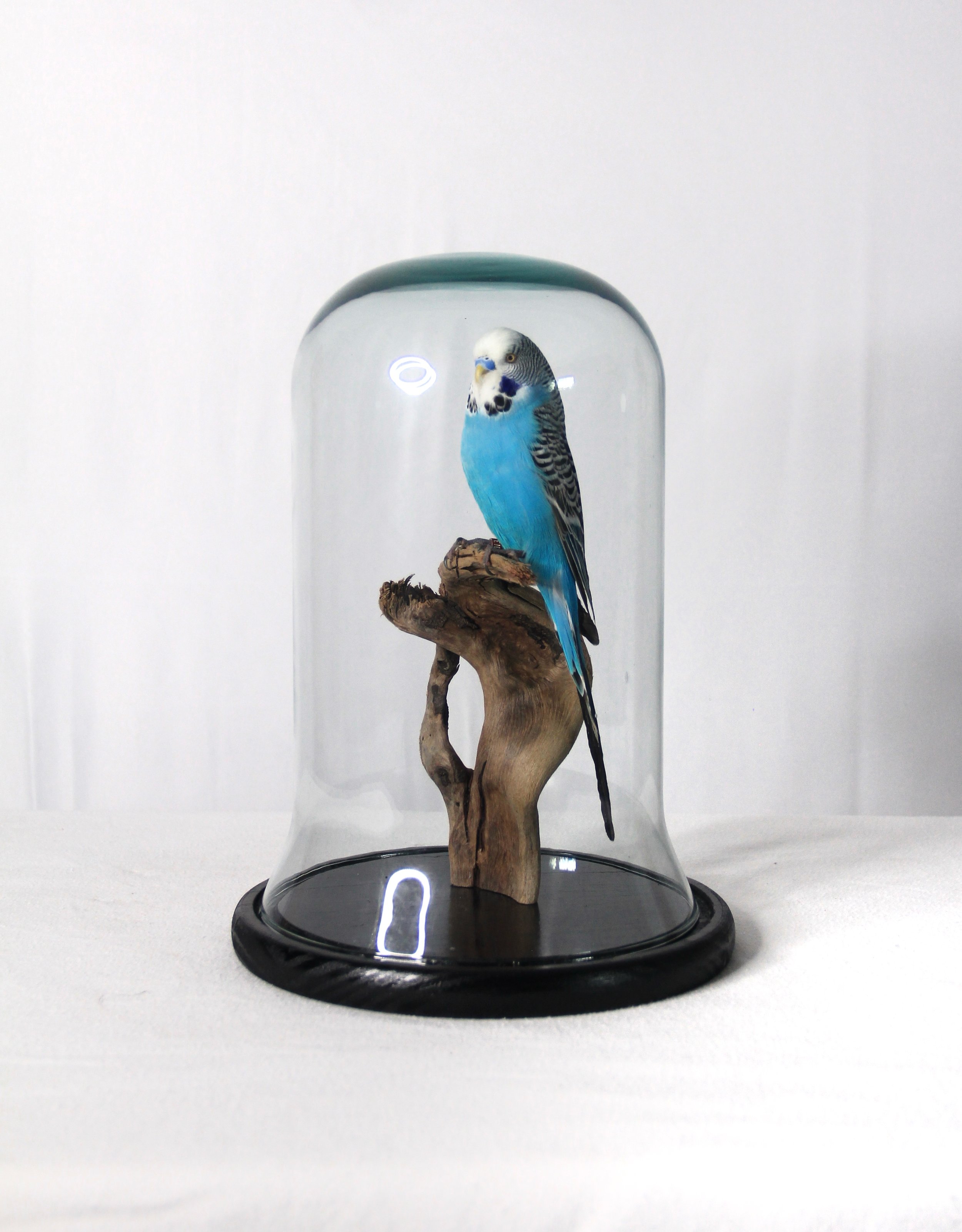 Gab Paananen - Sydney Taxidermy and Creature Design. A blue and white budgerigar perched on a piece of wood inside a glass display case.
