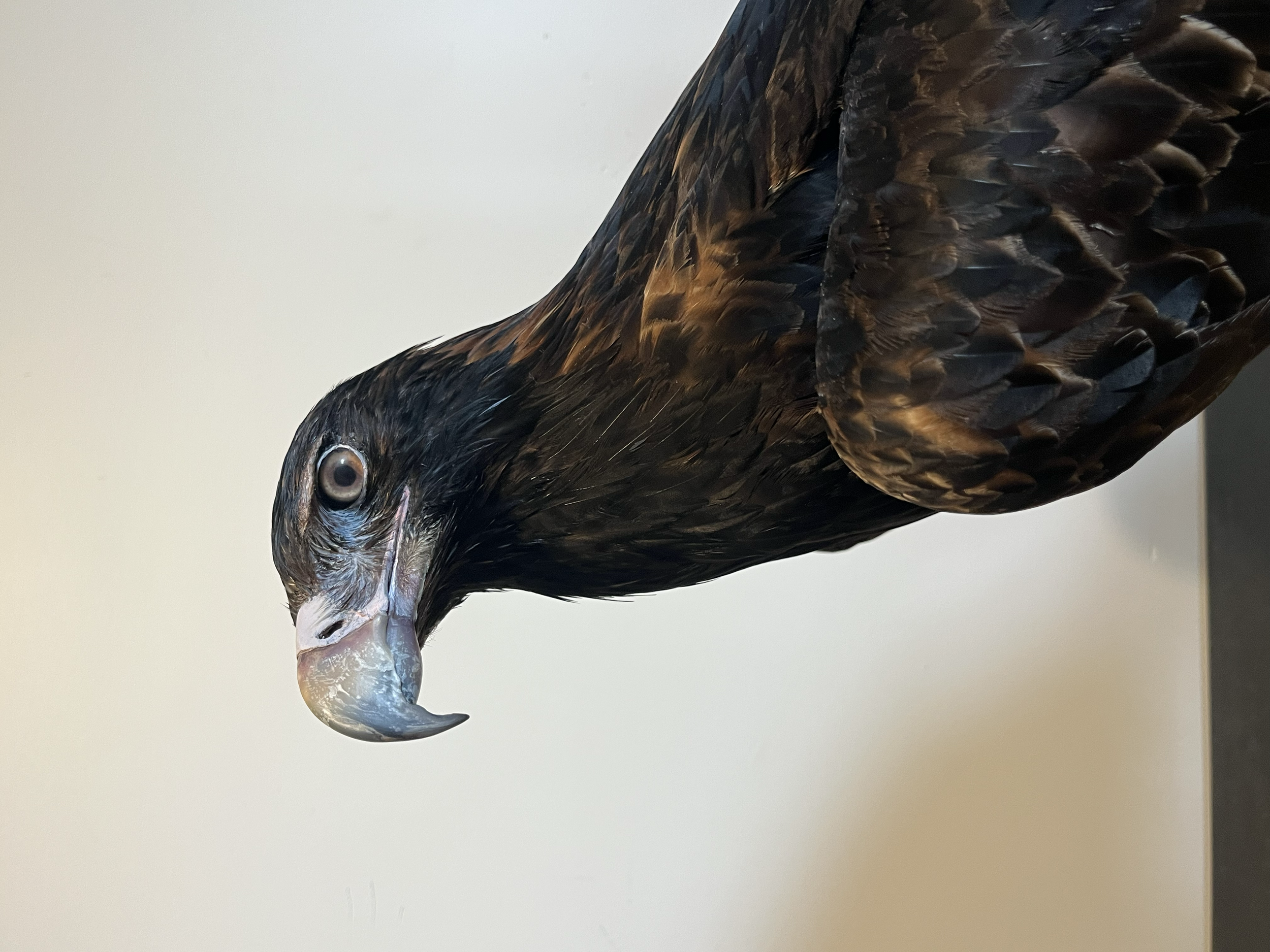 Wedge Tail Eagle taxidermy by Gab Paananen - Sydney Taxidermy and Creature Design