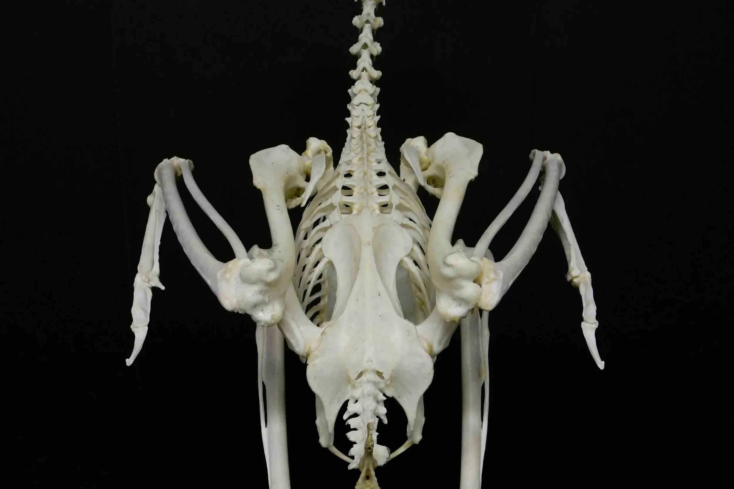 Skeleton preserved by Gab Paananen - Sydney Taxidermy and Creature Design