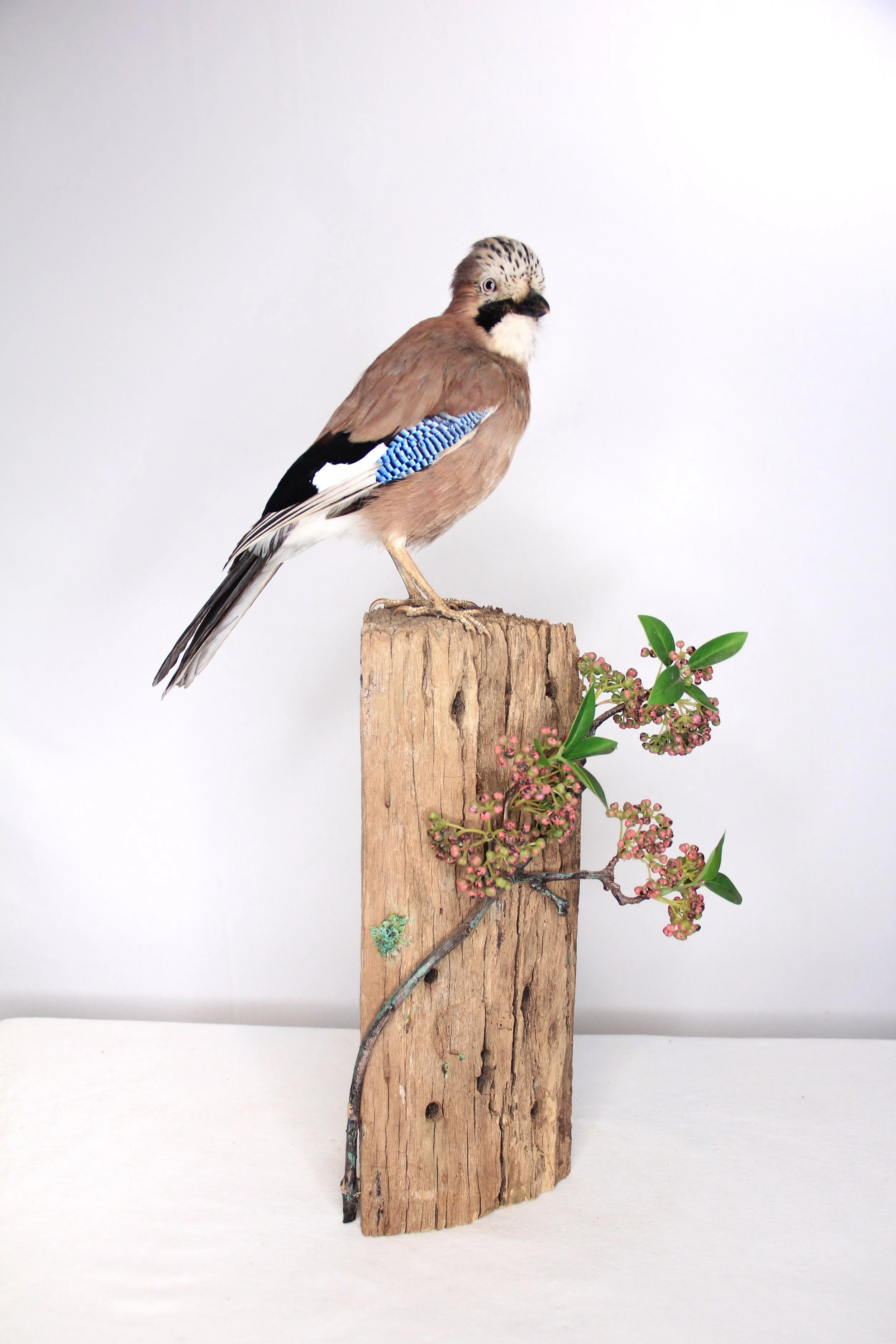 Bird taxidermy by Gab Paananen - Sydney Taxidermy and Creature Design