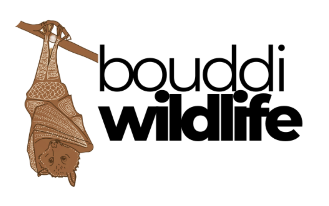 Illustration of a bat hanging upside down next to the words 'boudi wildlife' in black text.