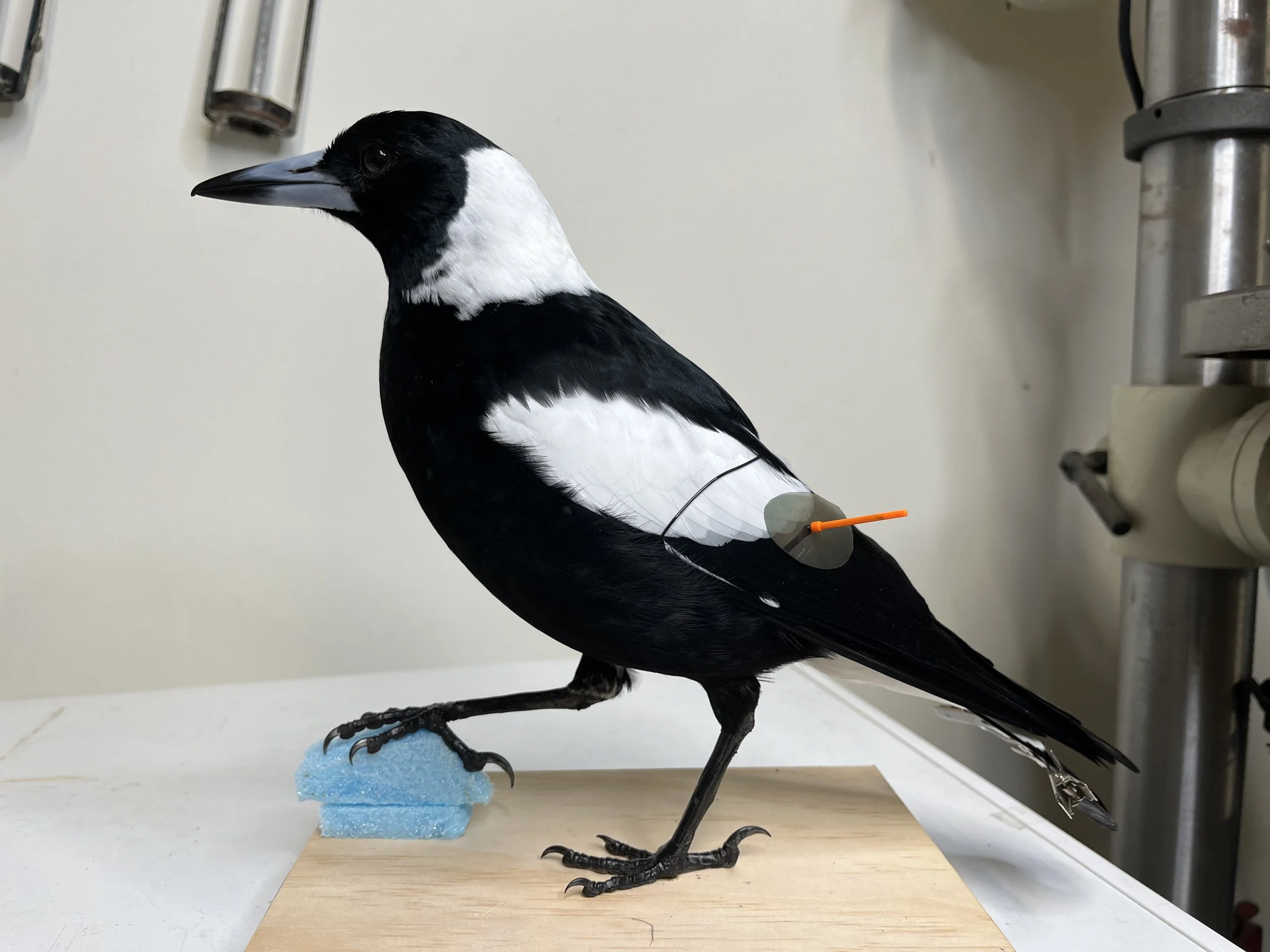 Bird taxidermy by Gab Paananen - Sydney Taxidermy and Creature Design