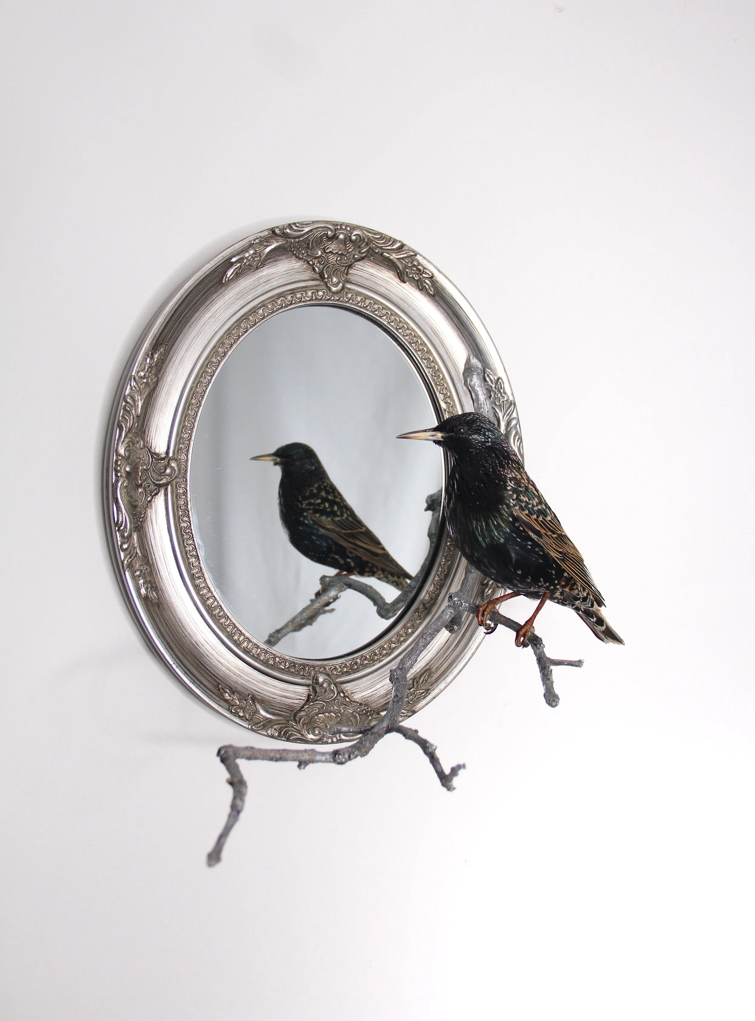 Taxidermy bird displays by Gab Paananen - Sydney Taxidermy and Creature Design