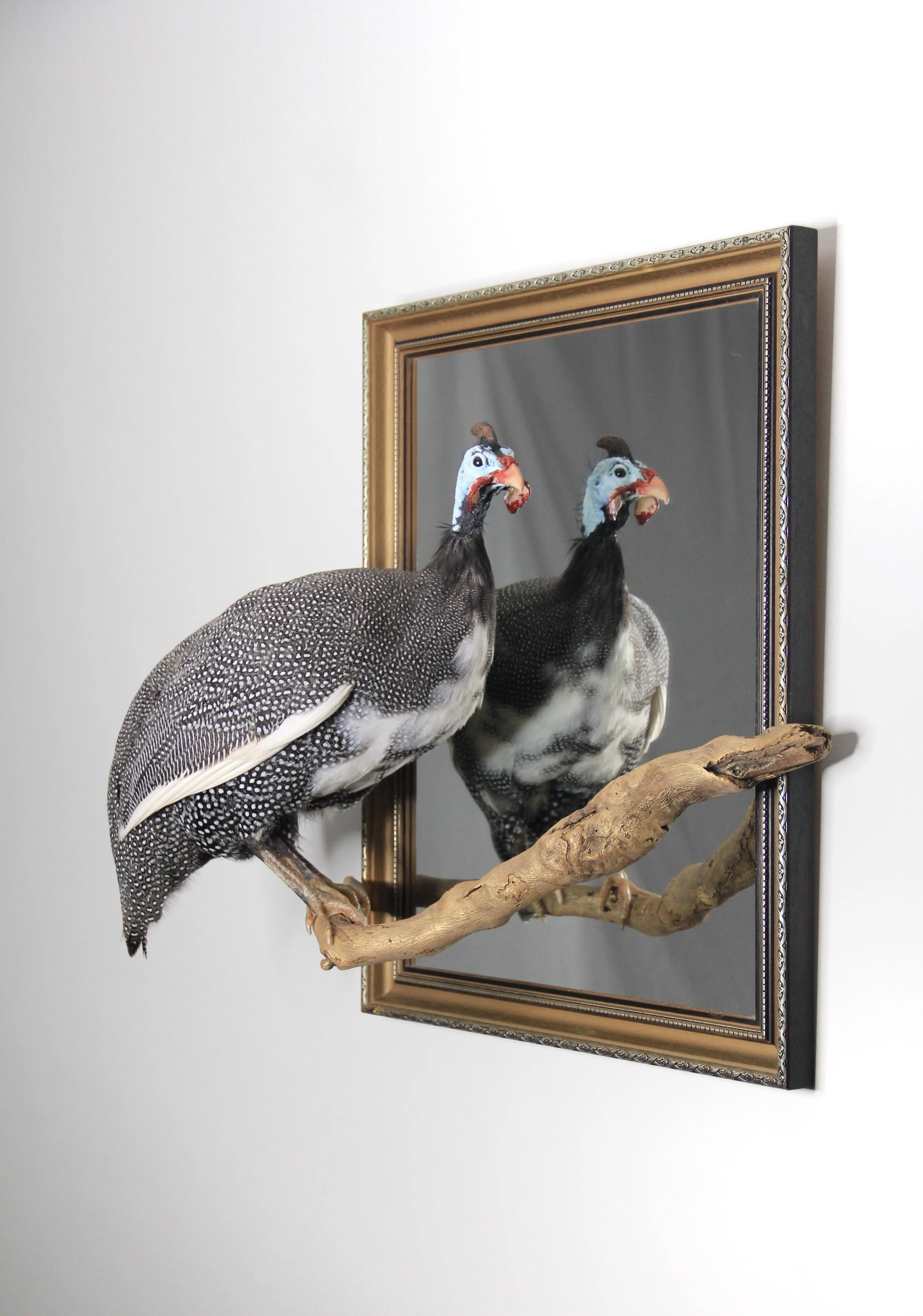 Guinea Fowl by Gab Paananen - Sydney Taxidermy and Creature Design