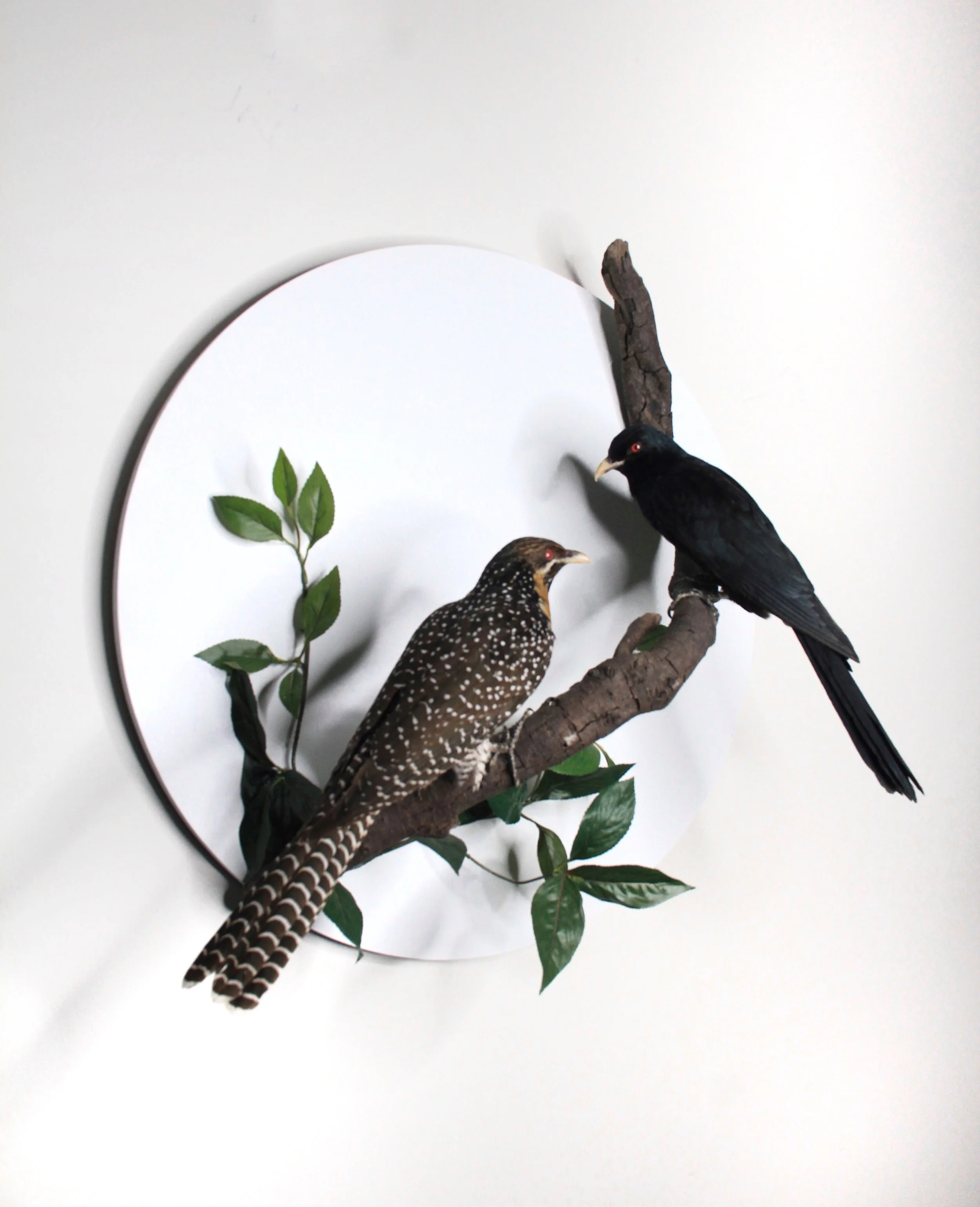 Bird taxidermy by Gab Paananen - Sydney Taxidermy and Creature Design