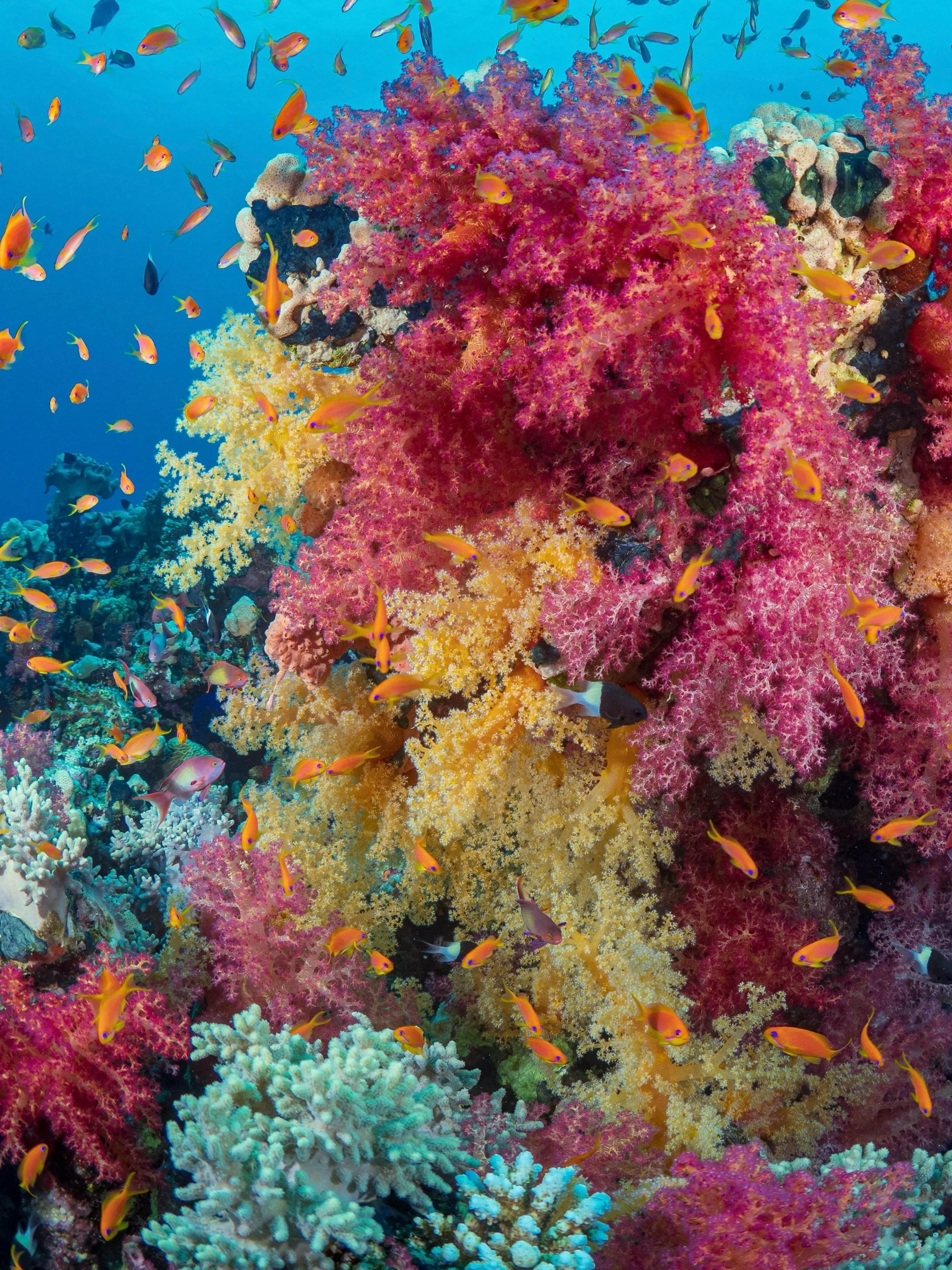 Looking for amazing snorkelling that is just one flight from Singapore? I&rsquo;ve been researching North Sulawesi a lot recently, and it is firmly on my bucket list. I&rsquo;m happy to share an itinerary if anyone is interested in knowing more 

#ad