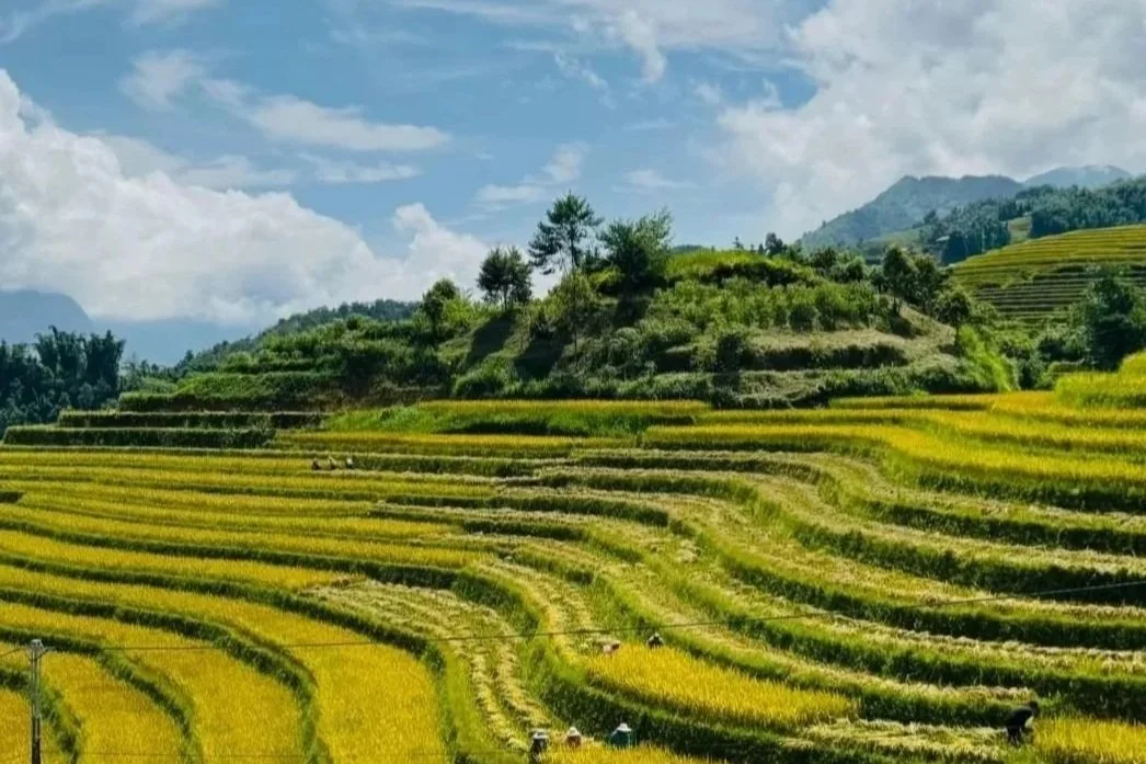 Trekking Sapa : Rice Terraces, Hill Tribes and the Overnight Train 