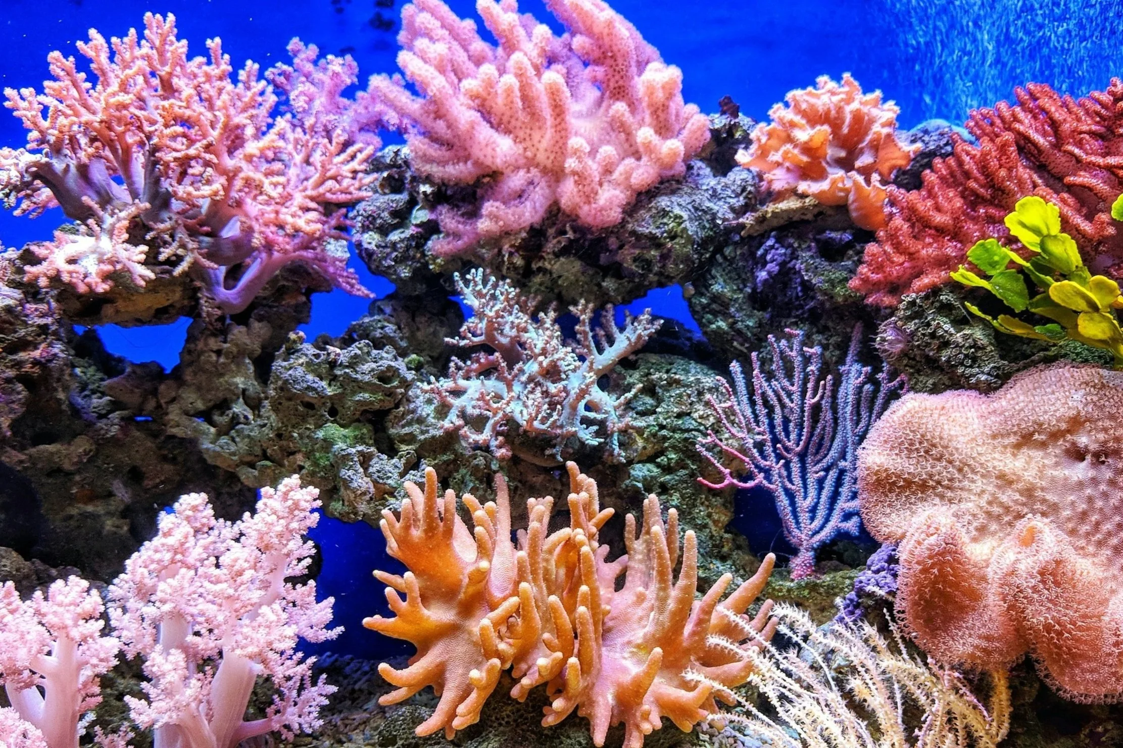 diving indonesia