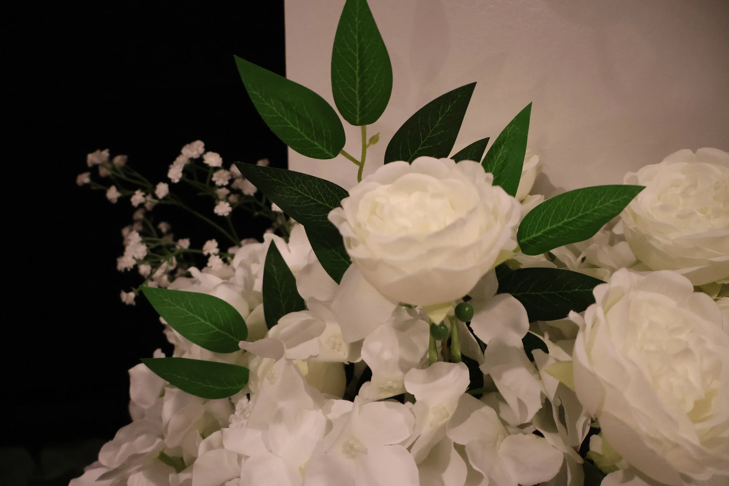 A close-up of white hydrangea flowers with green leaves against a black and light-colored background.