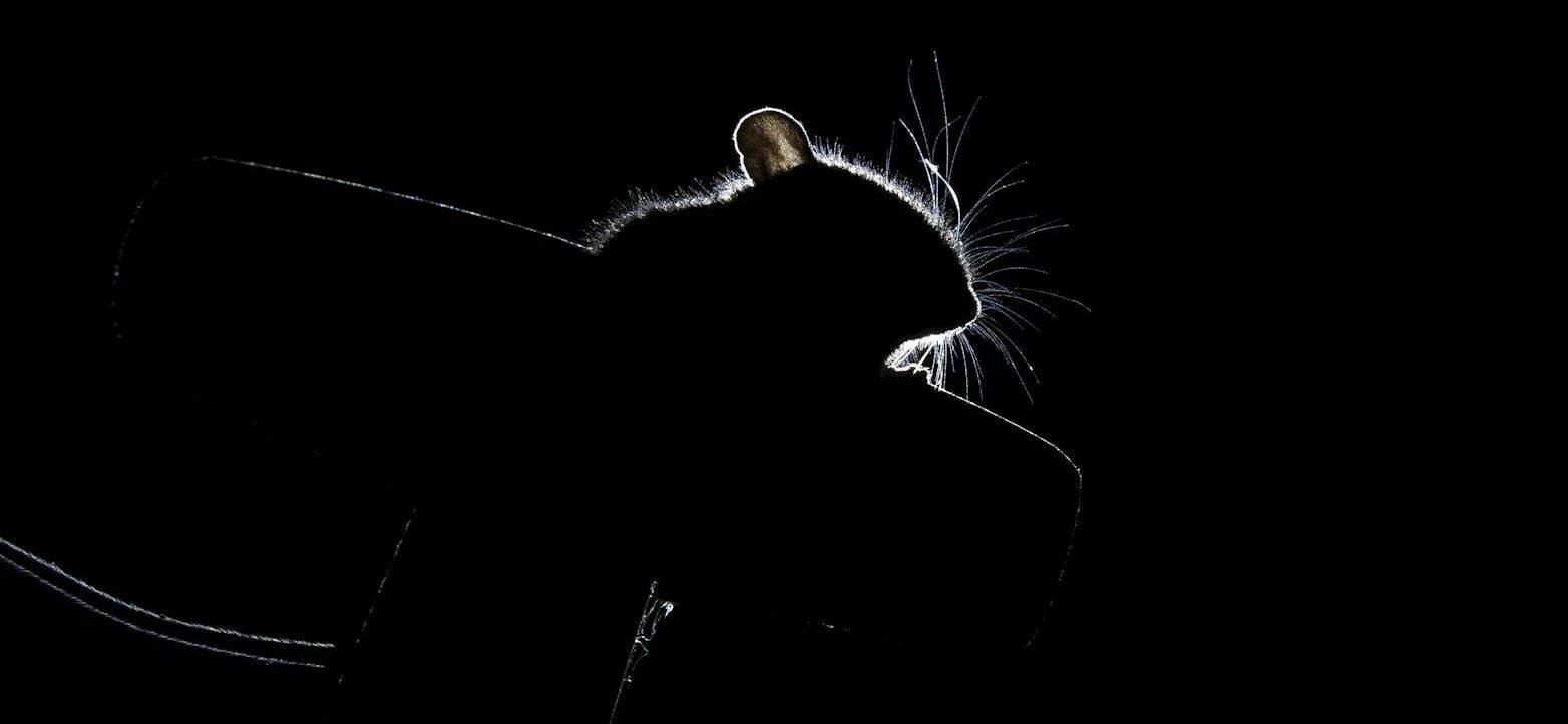 Rodent Control