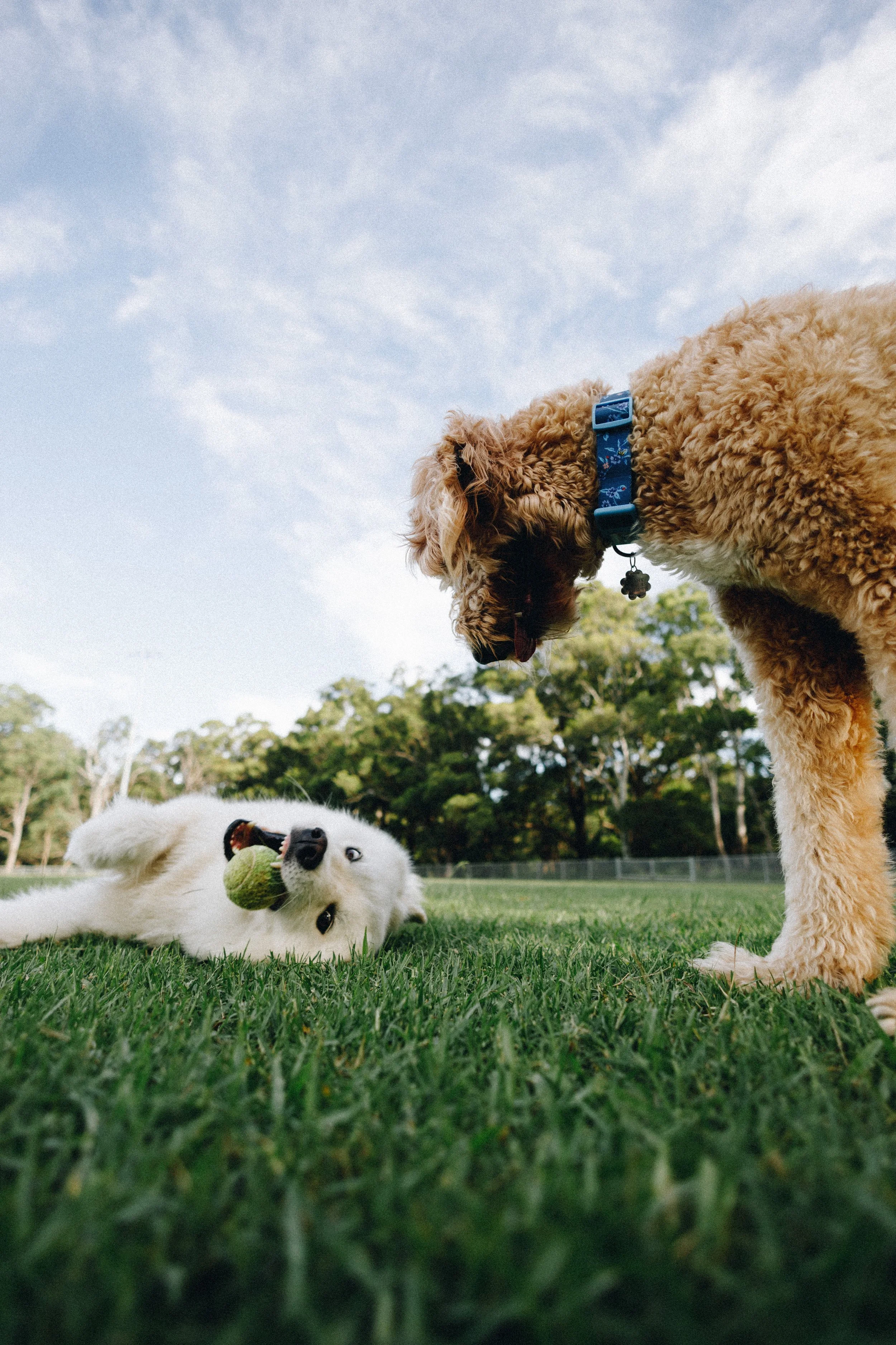The Sniff Society