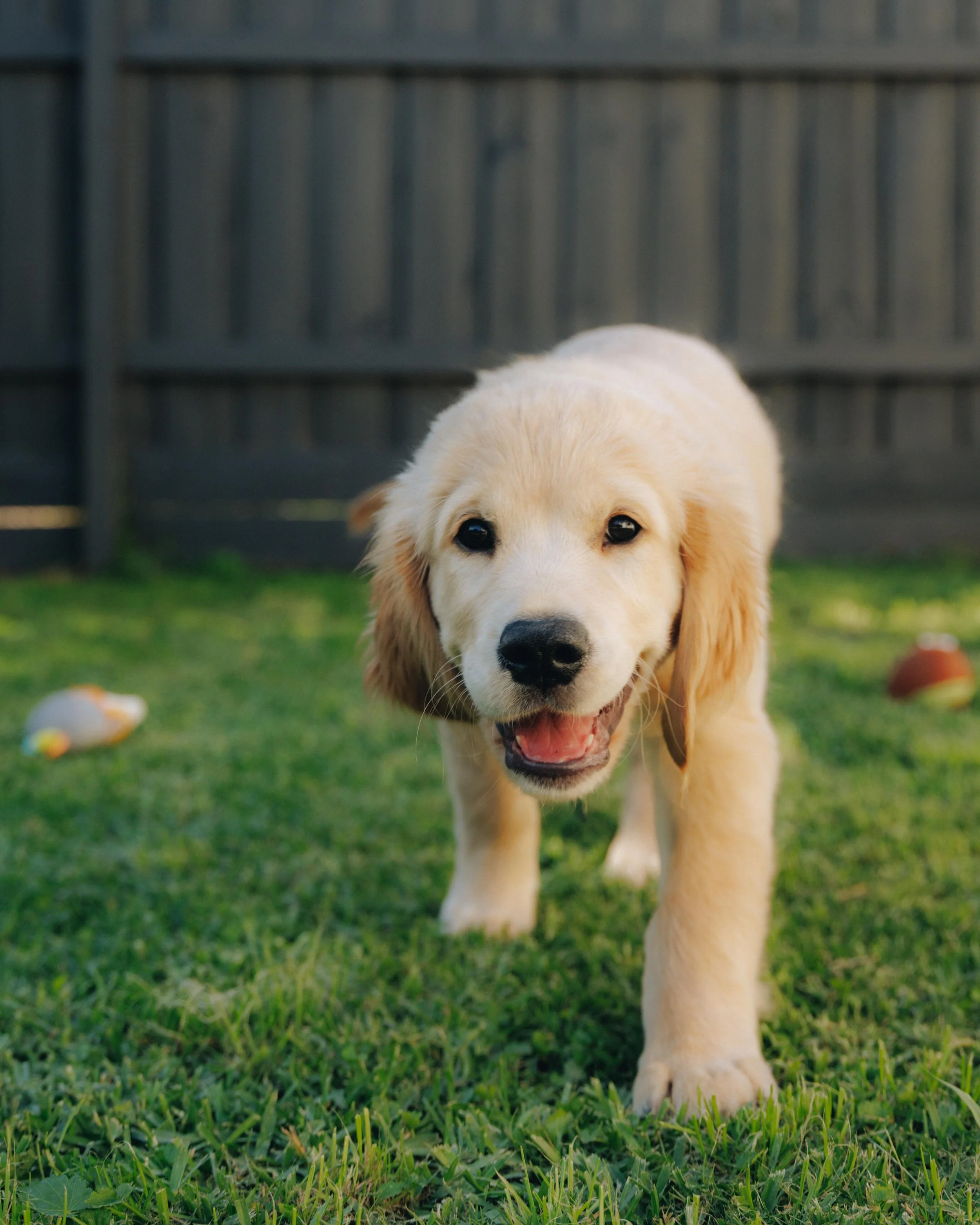 VIP (Very Important Puppy) Visit