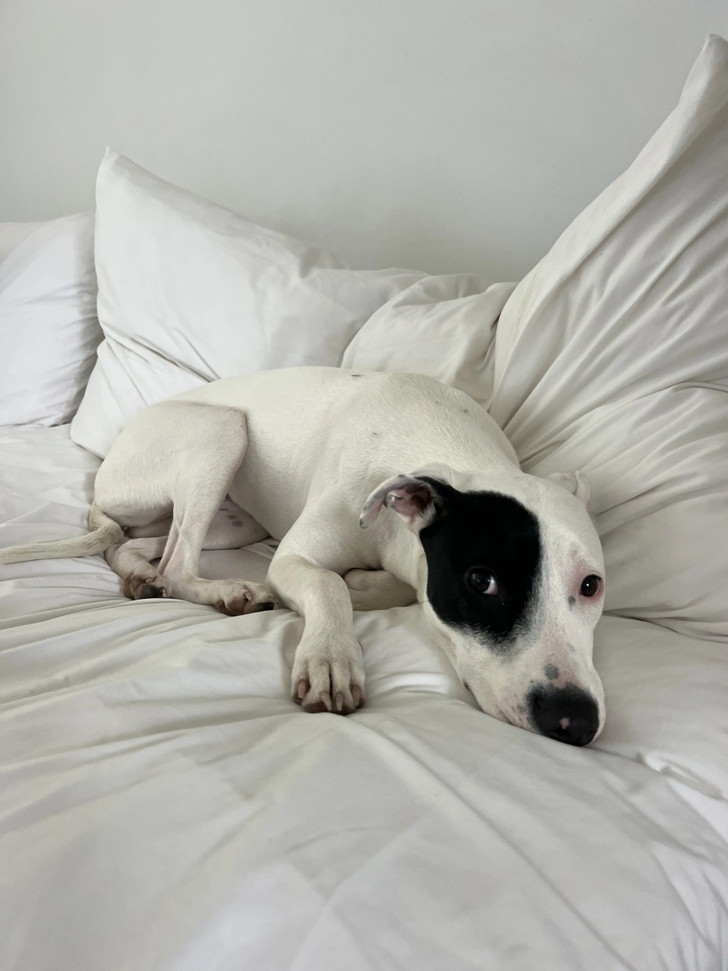 Overnight Stay & Play